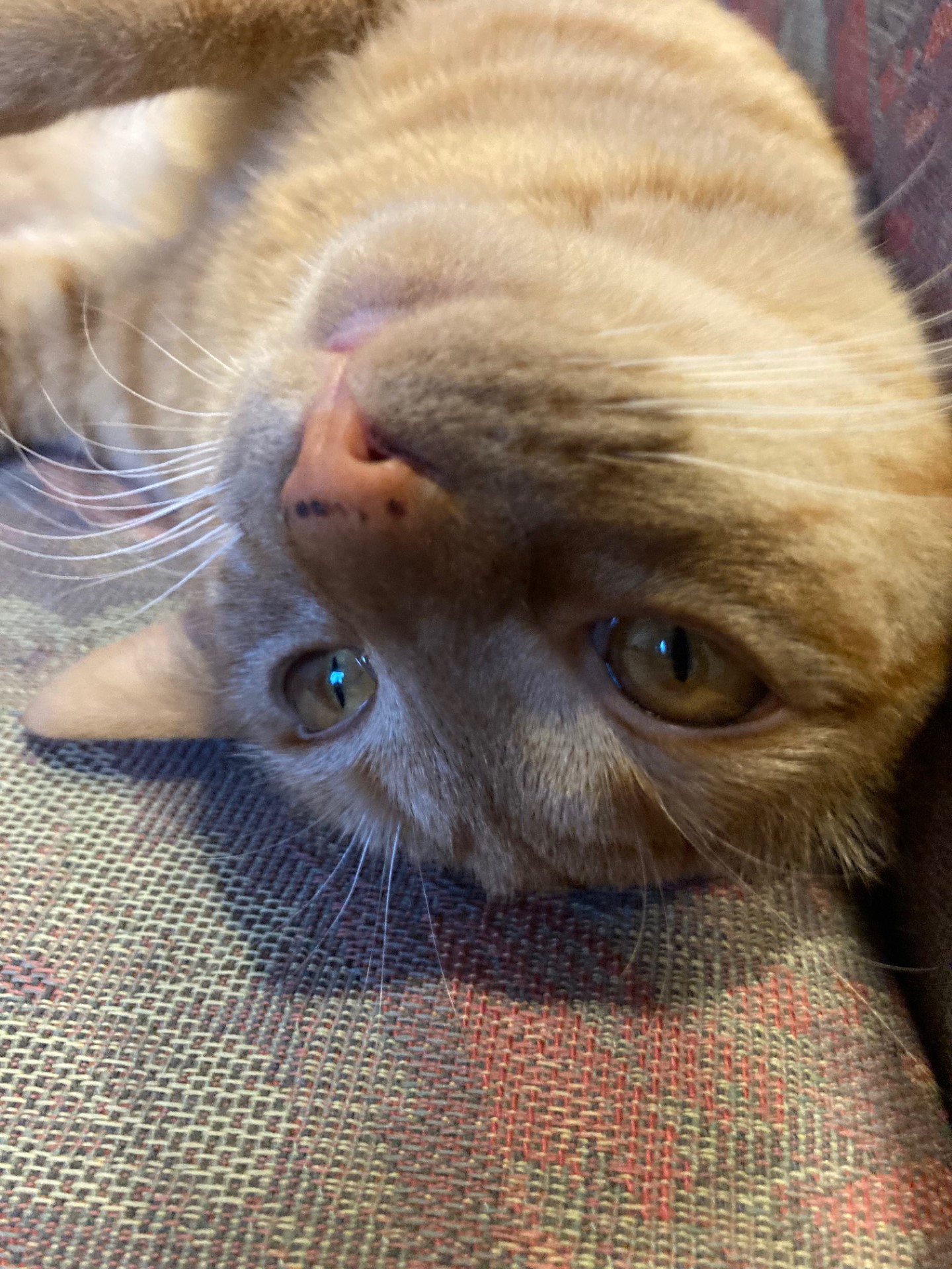 茶トラのメス（女の子）猫、おから