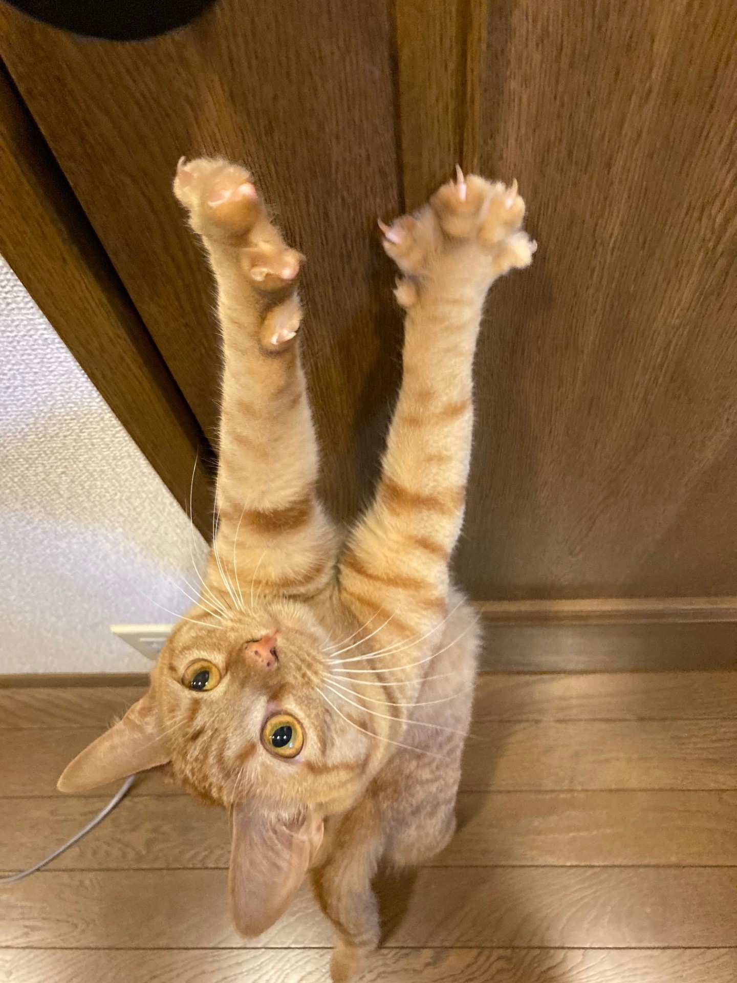 茶トラのメス（女の子）猫、おから