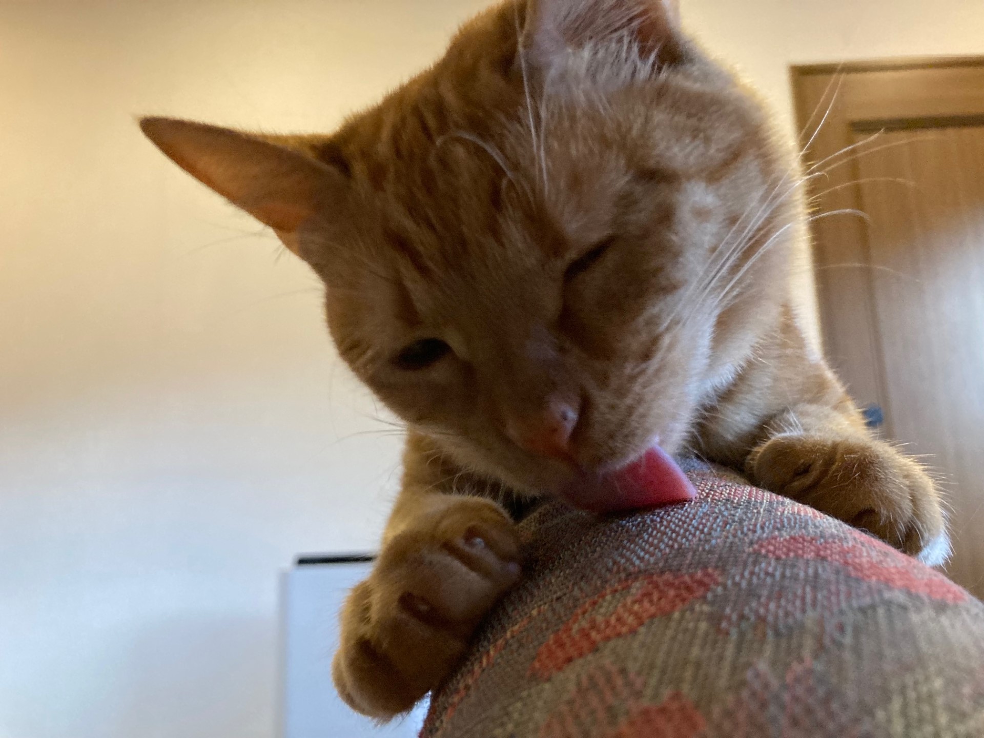 茶トラのメス（女の子）猫、おから