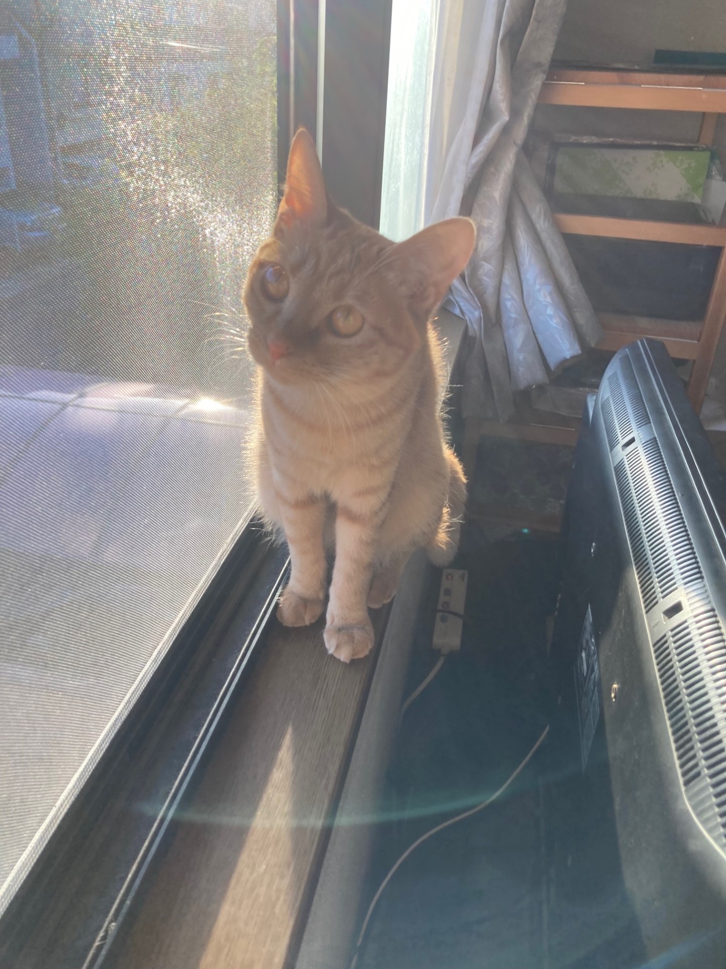 茶トラのメス（女の子）猫、おから