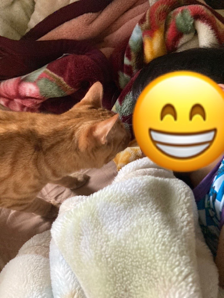 茶トラのメス（女の子）猫、おから