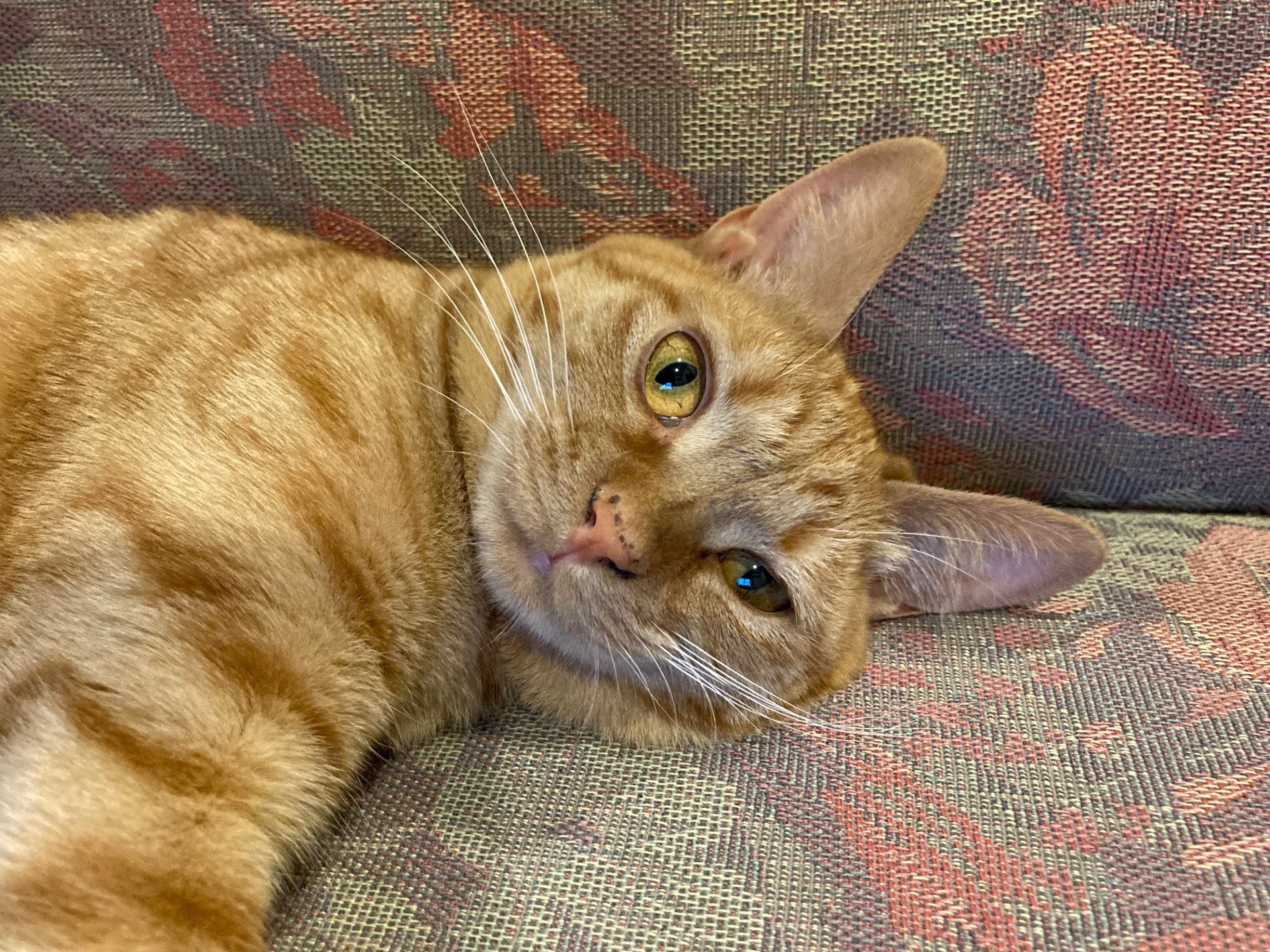 茶トラのメス（女の子）猫、おから