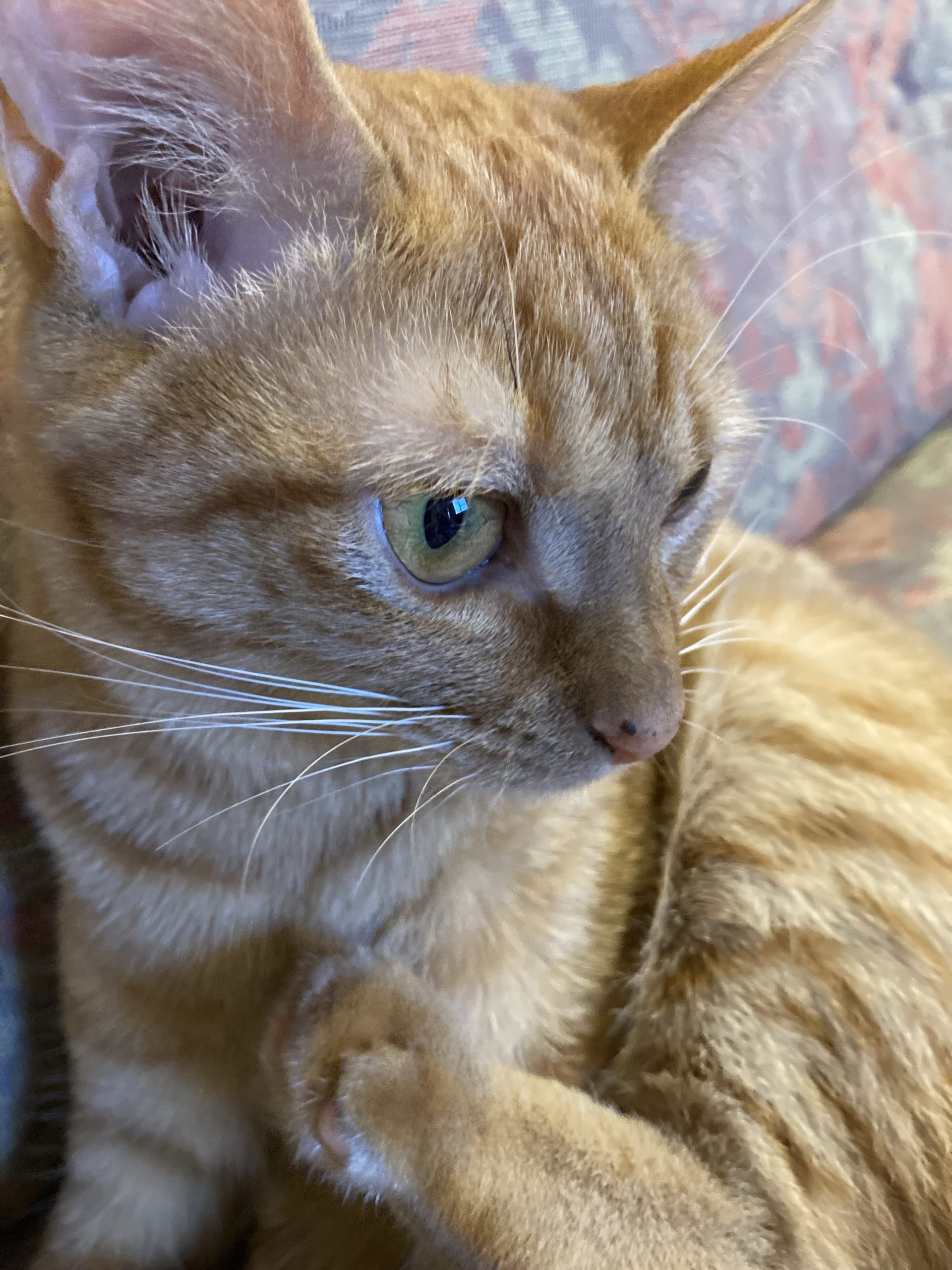 茶トラのメス（女の子）猫、おから