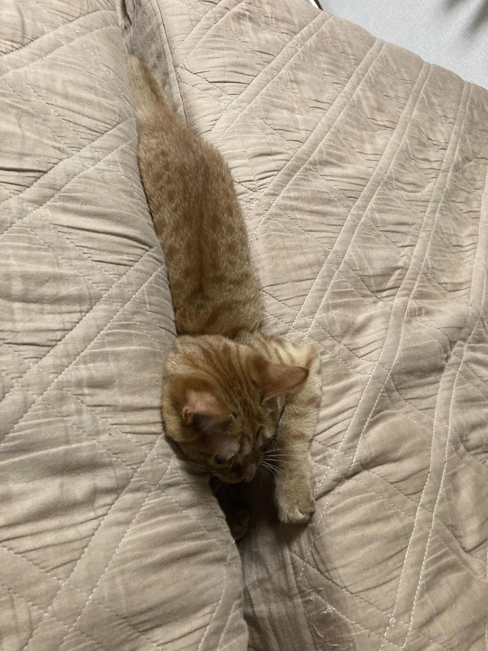 茶トラのメス（女の子）猫、おから