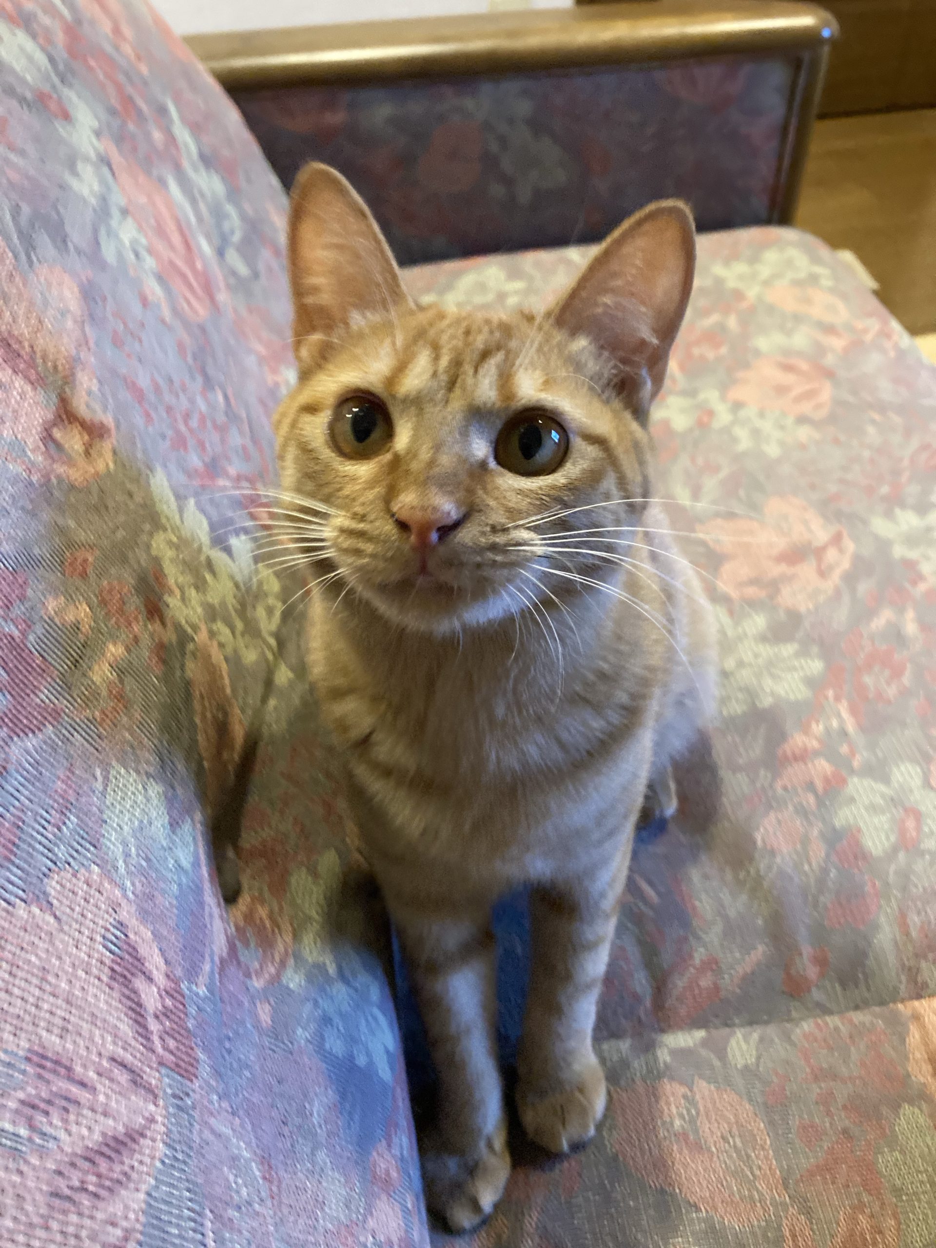 茶トラのメス（女の子）猫、おから