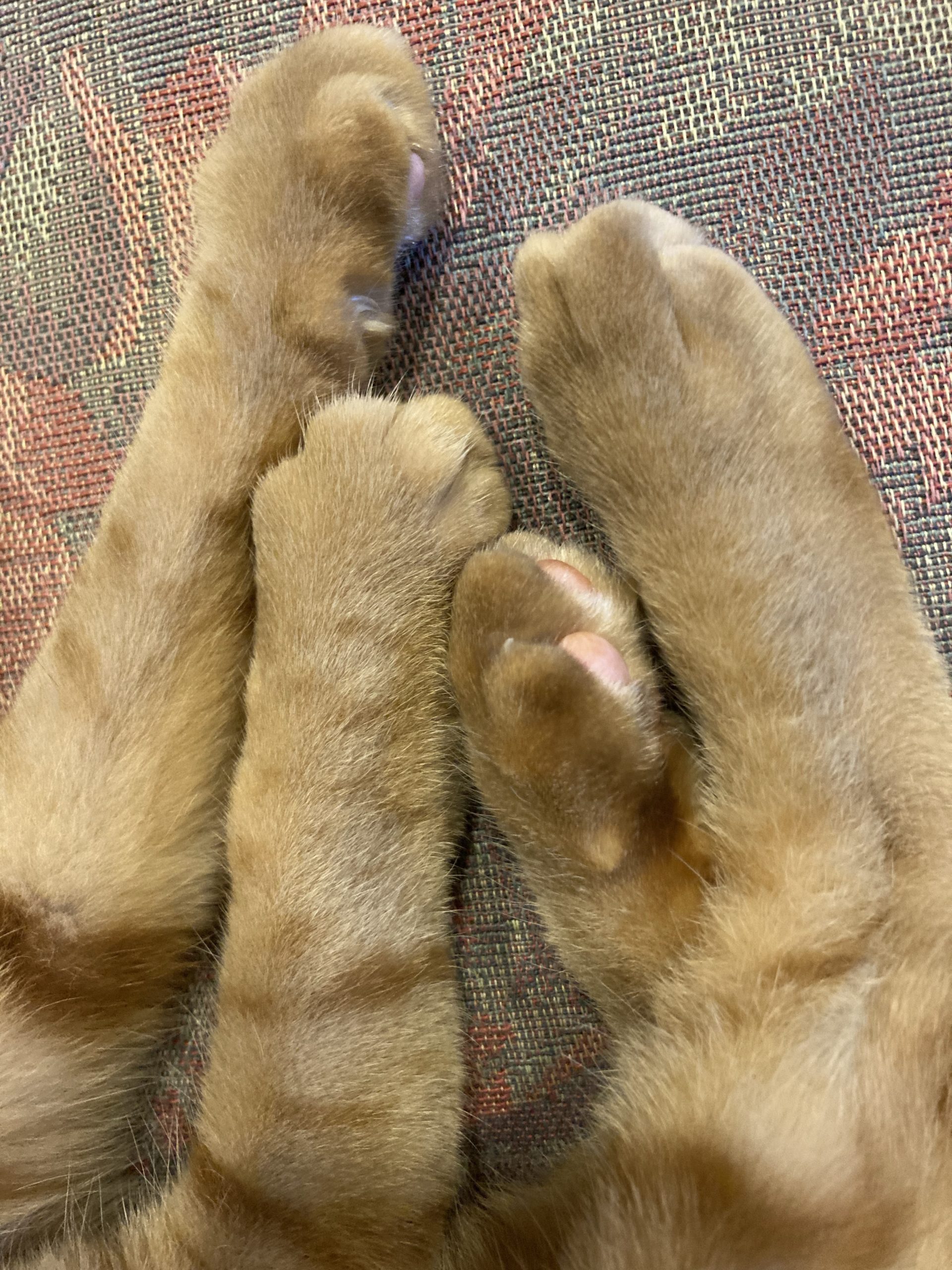 茶トラのメス（女の子）猫、おから