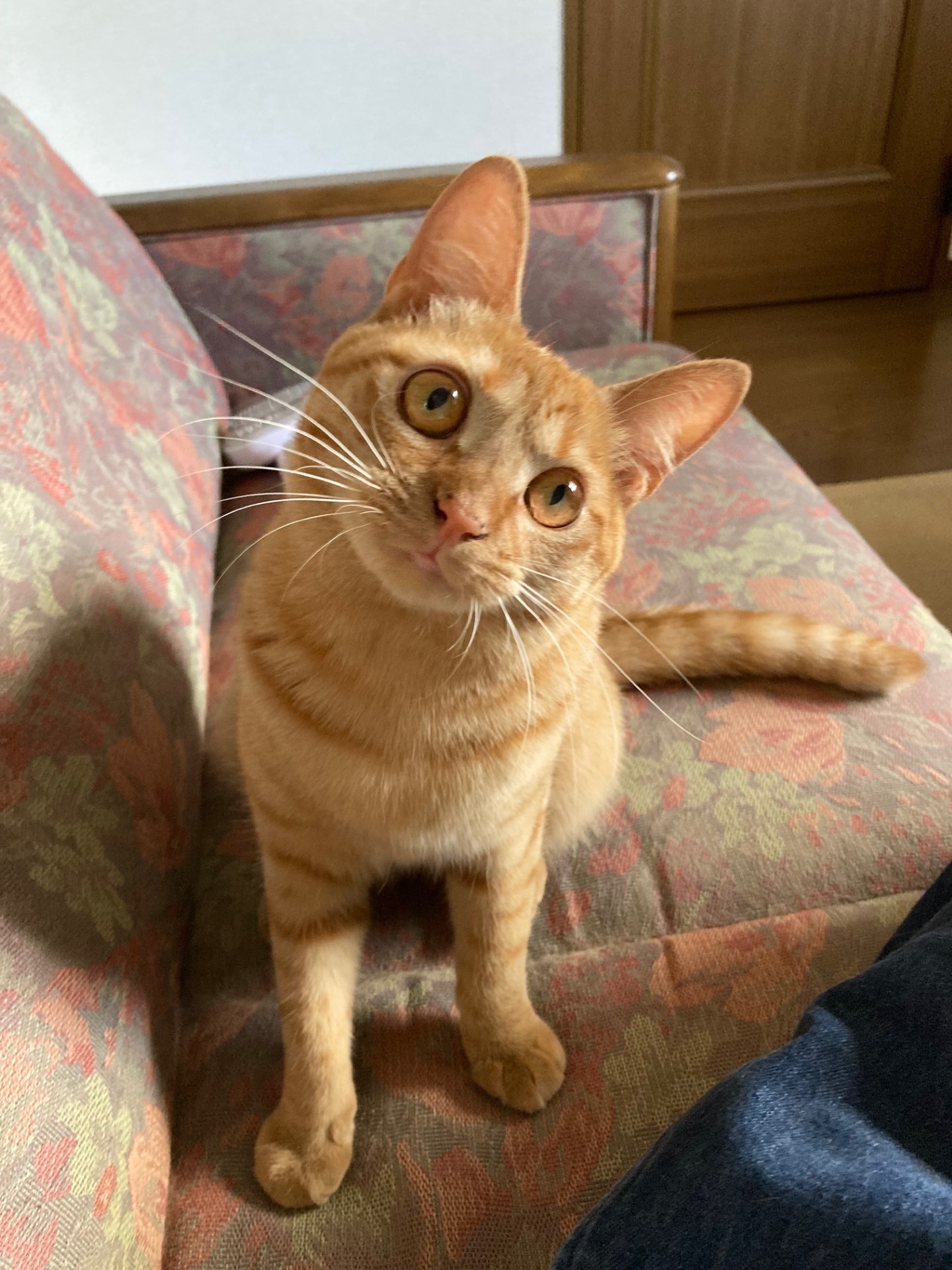 茶トラのメス（女の子）猫、おから