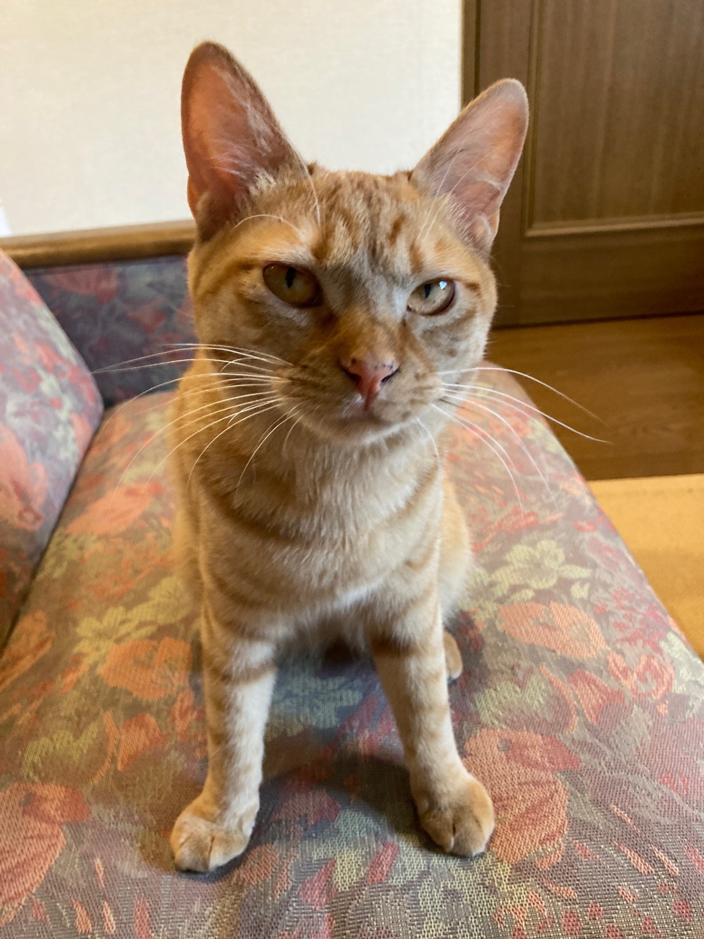 茶トラのメス（女の子）猫、おから