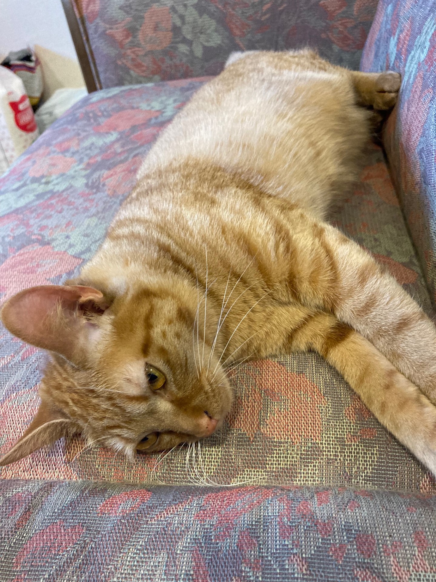 茶トラのメス（女の子）猫、おから