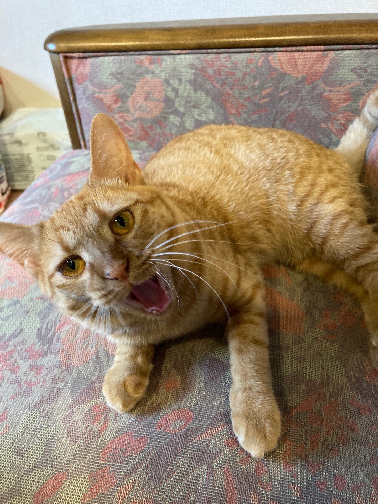 茶トラのメス（女の子）猫、おから