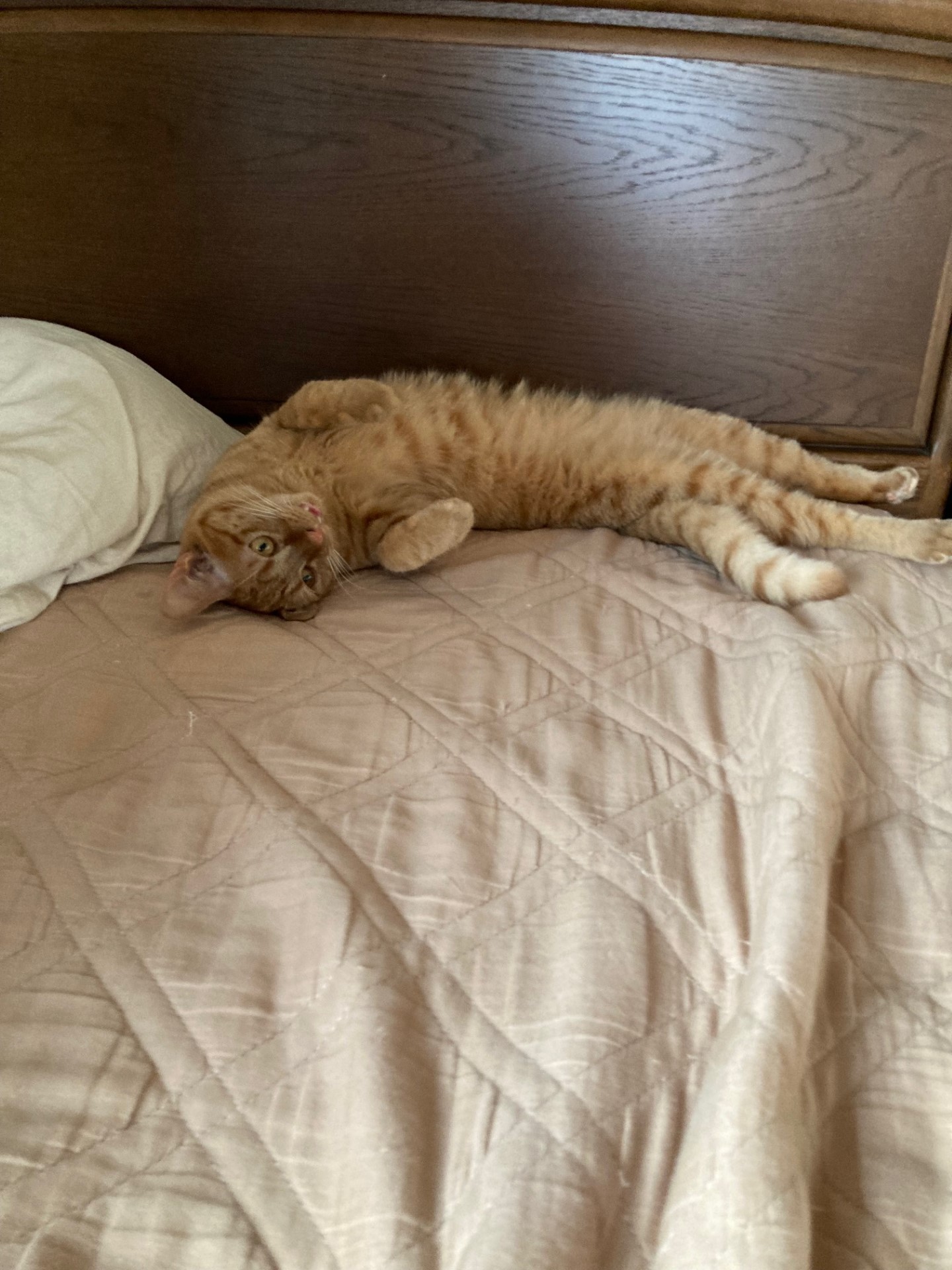 茶トラのメス（女の子）猫、おから