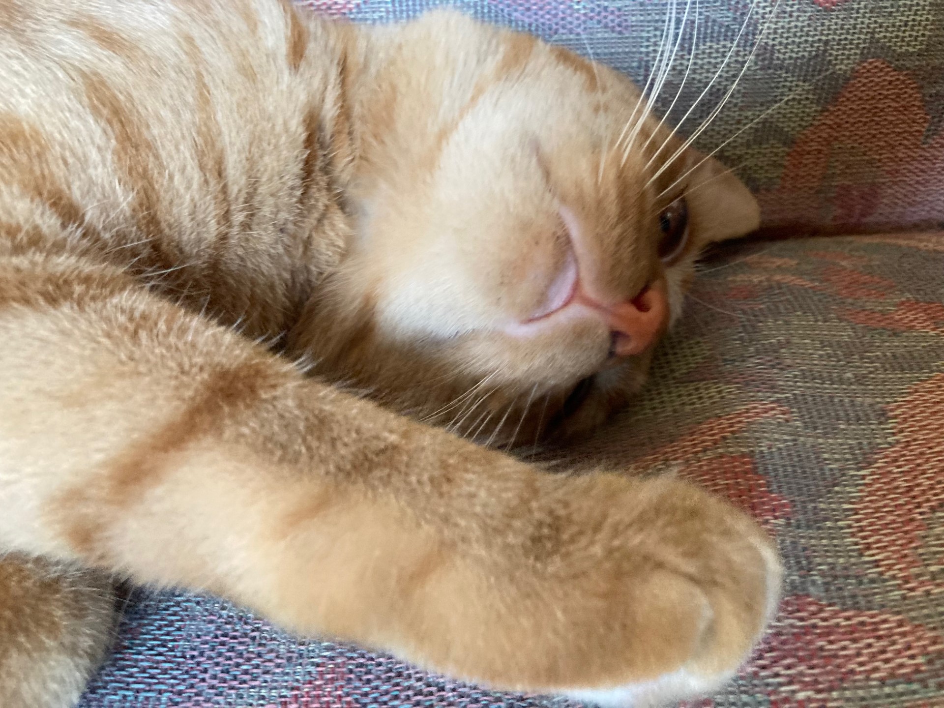 茶トラのメス（女の子）猫、おから