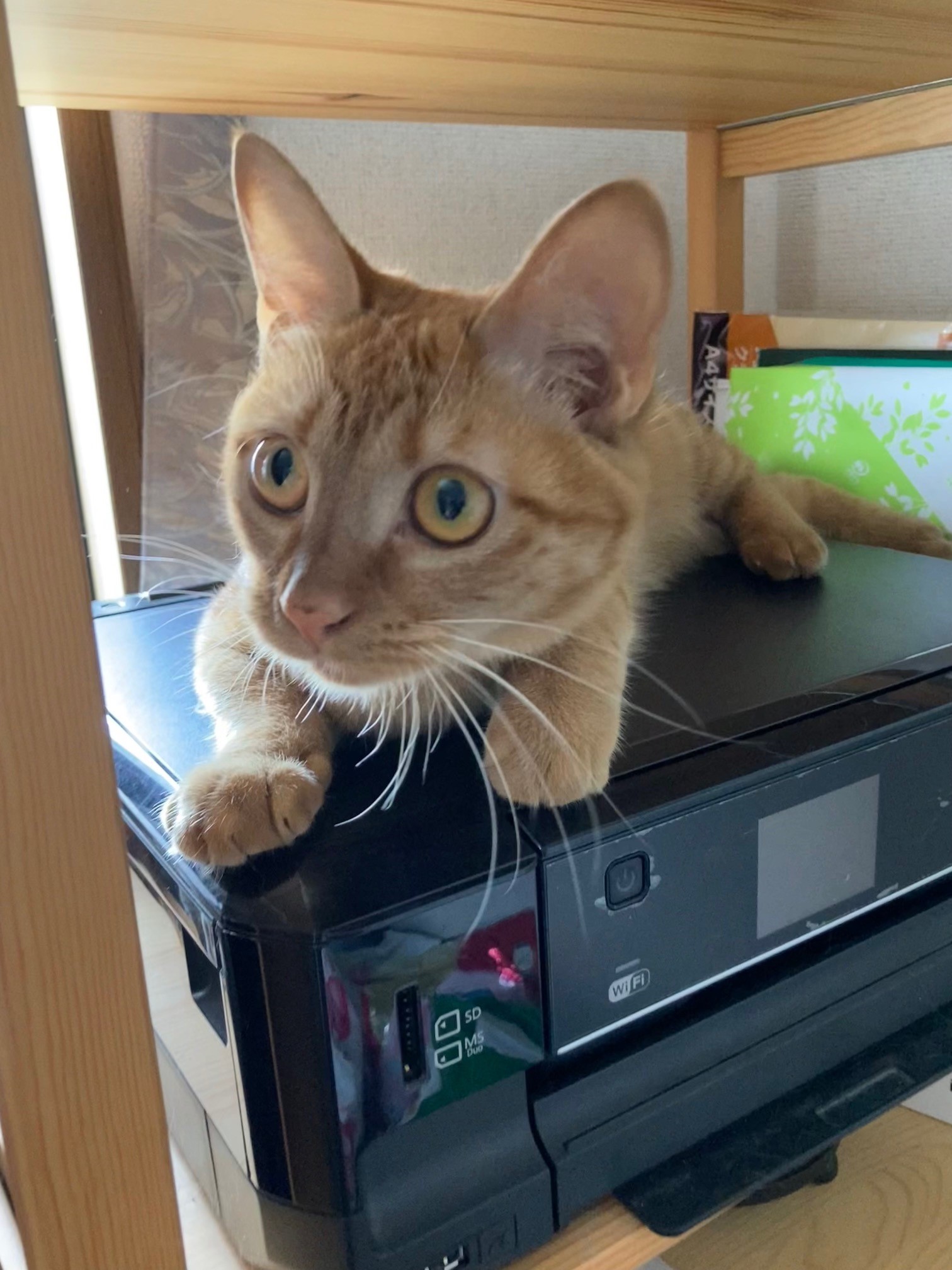 茶トラのメス（女の子）猫、おから