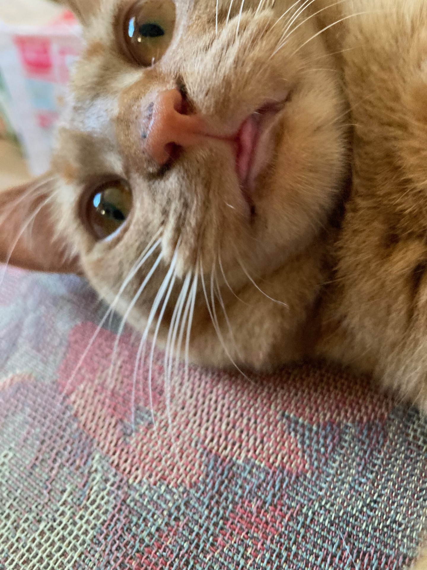 茶トラのメス（女の子）猫、おから