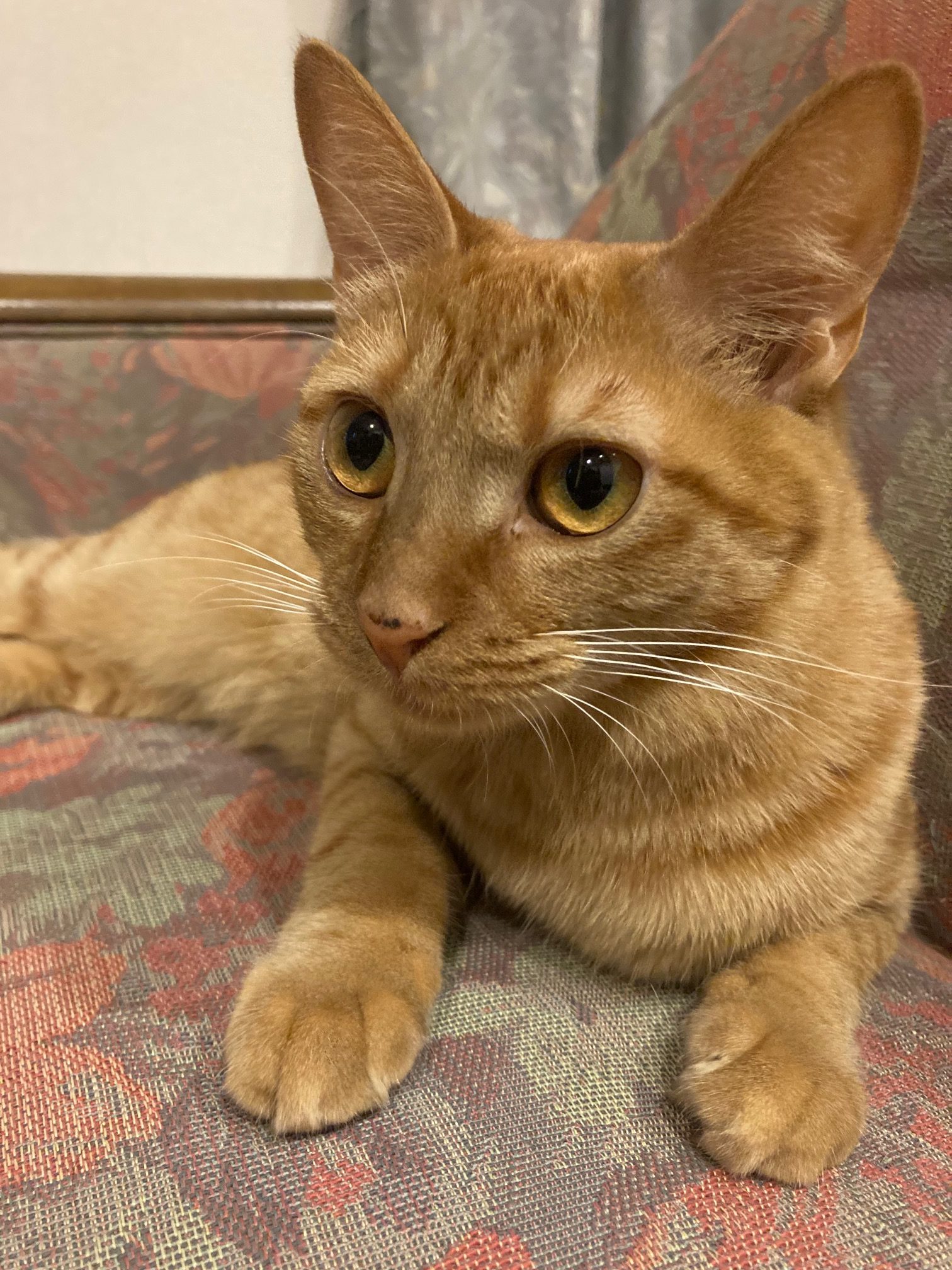 茶トラのメス（女の子）猫、おから