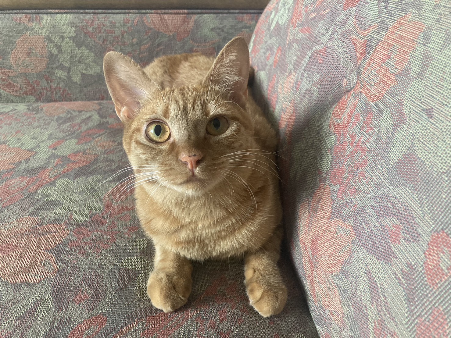 茶トラのメス（女の子）猫、おから