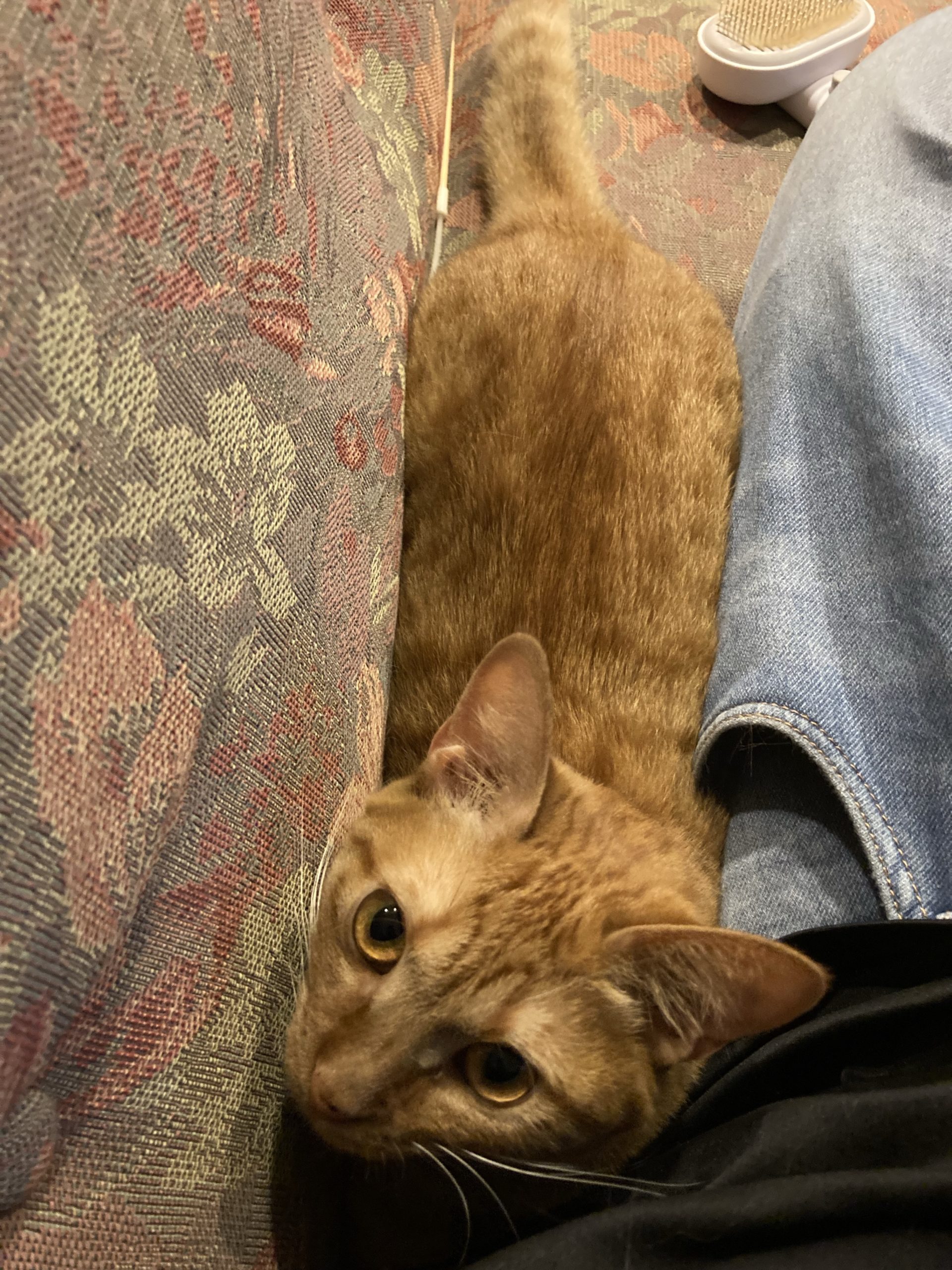 茶トラのメス（女の子）猫、おから