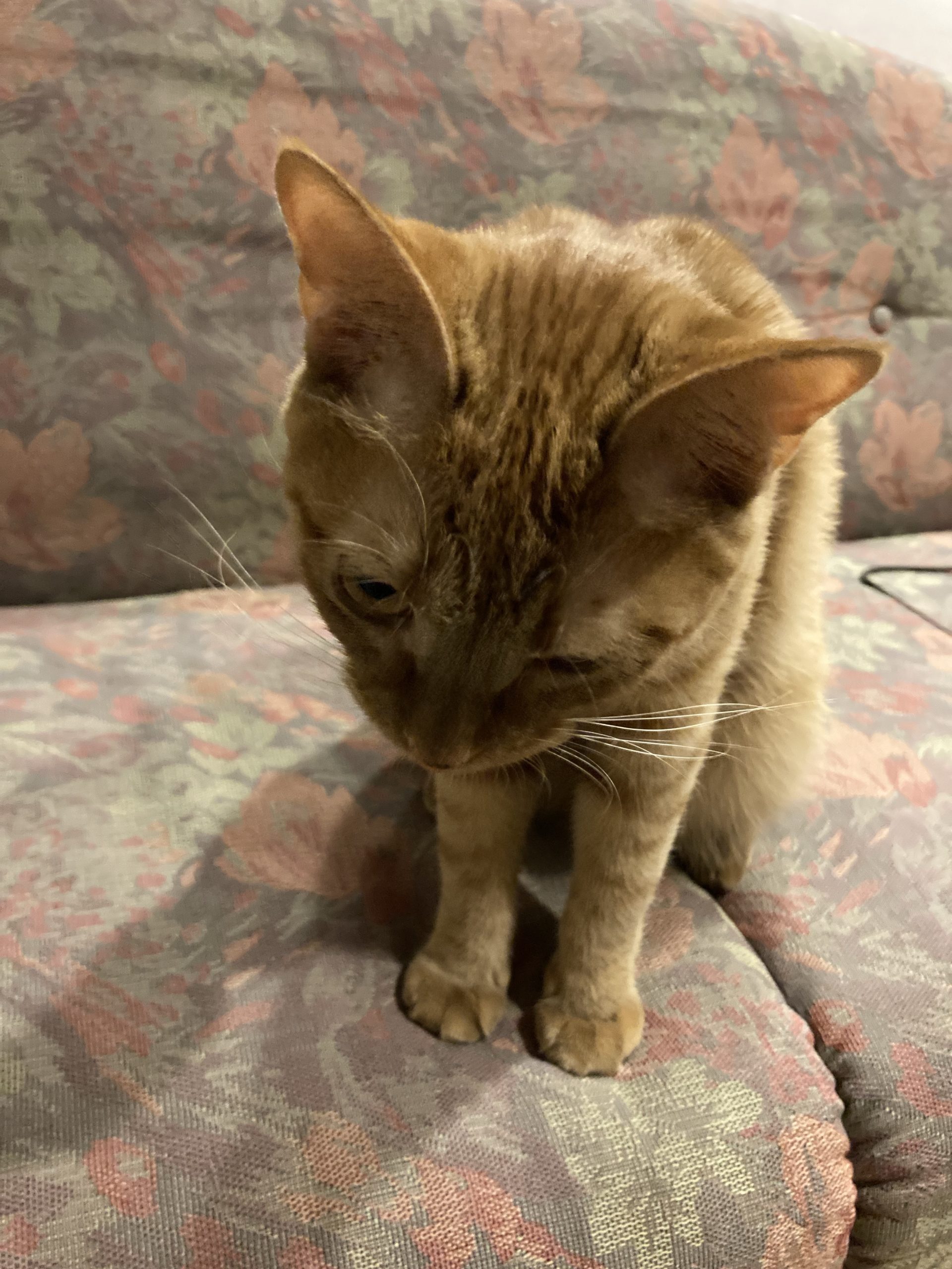 茶トラのメス（女の子）猫、おから