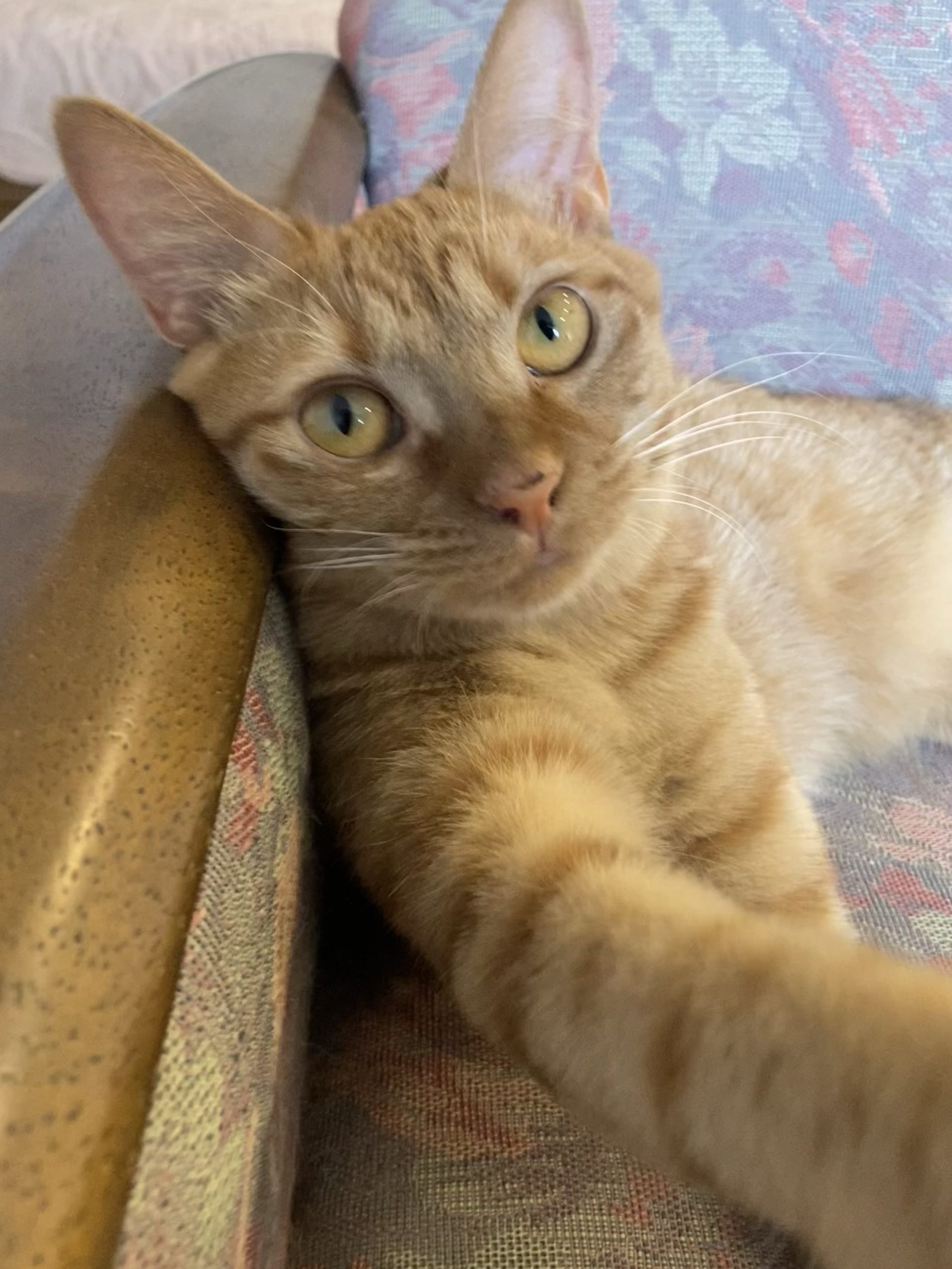 茶トラのメス（女の子）猫、おから