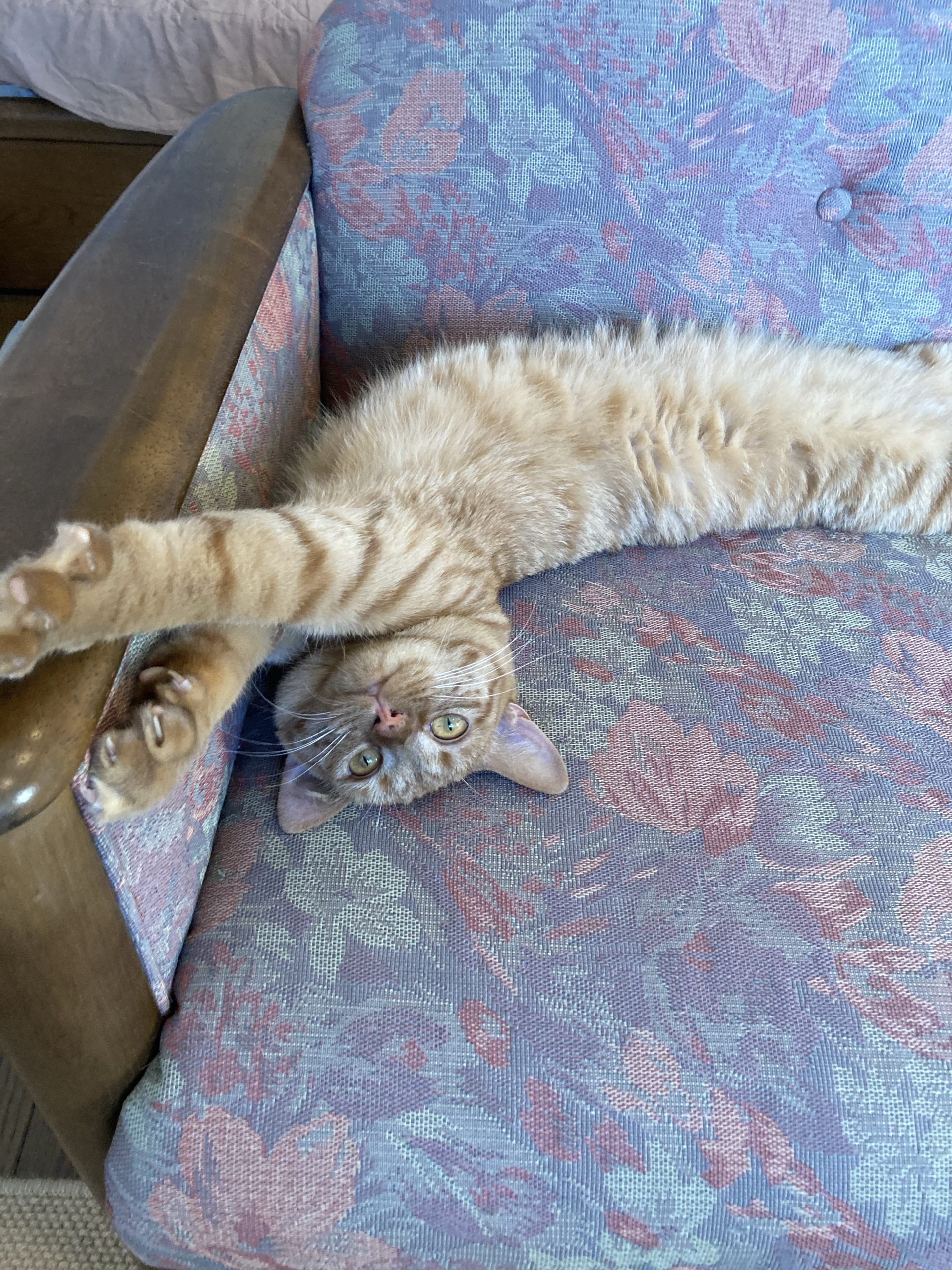 茶トラのメス（女の子）猫、おから