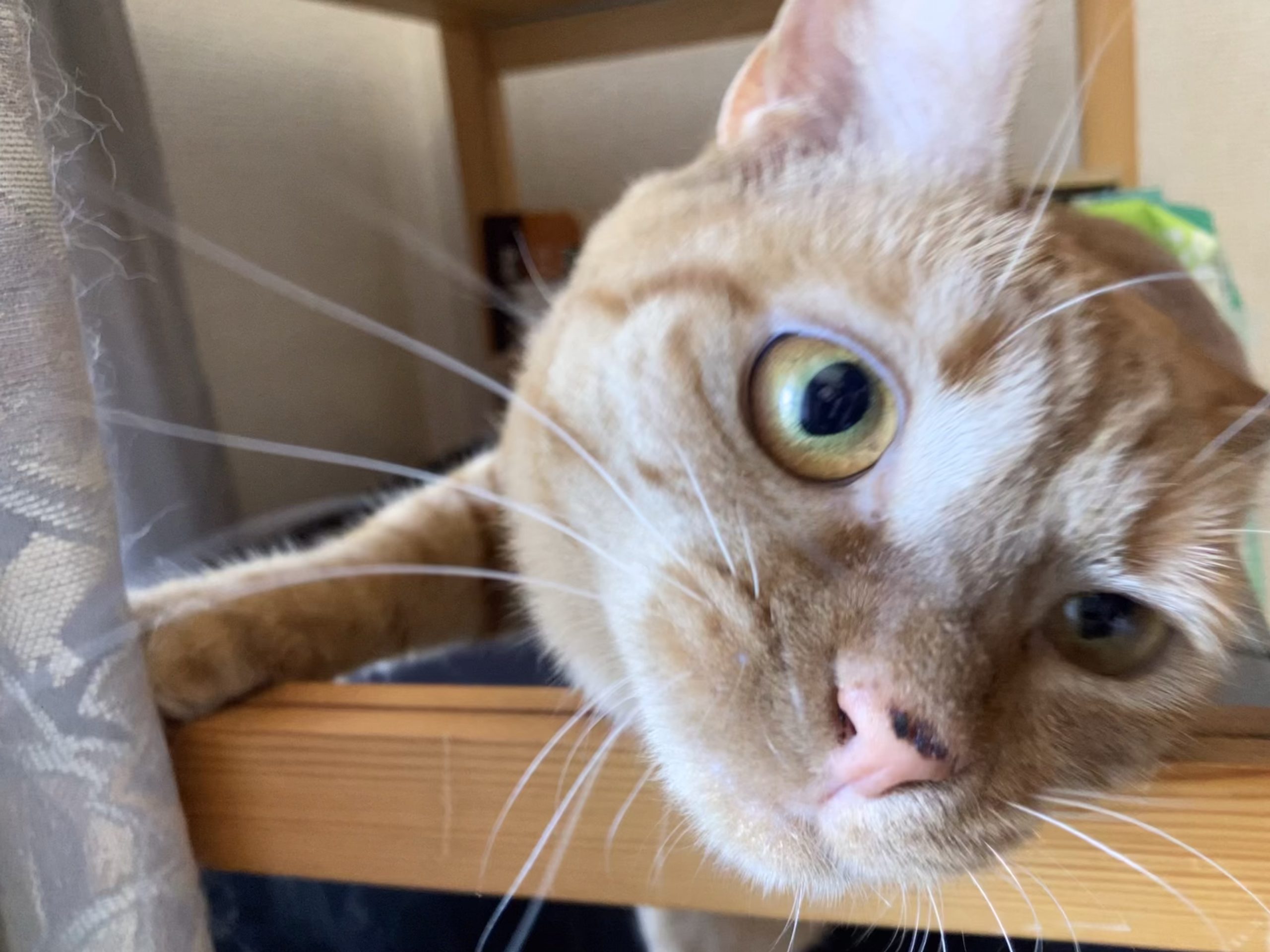 茶トラのメス（女の子）猫、おから