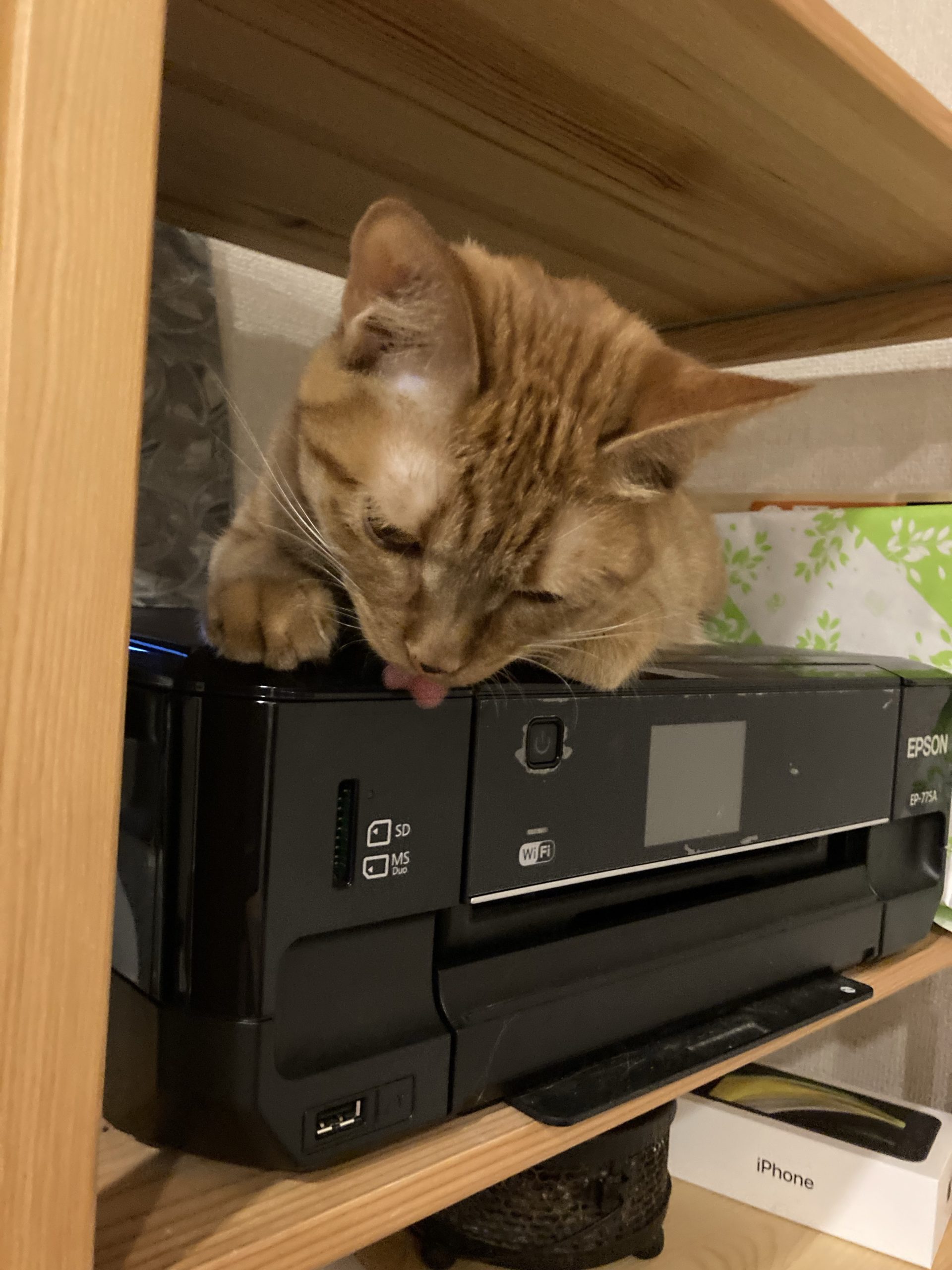 茶トラのメス（女の子）猫、おから