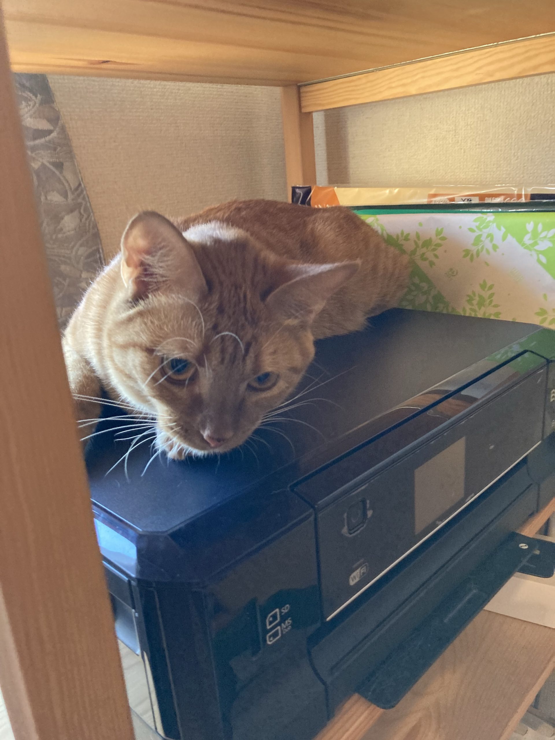 茶トラのメス（女の子）猫、おから