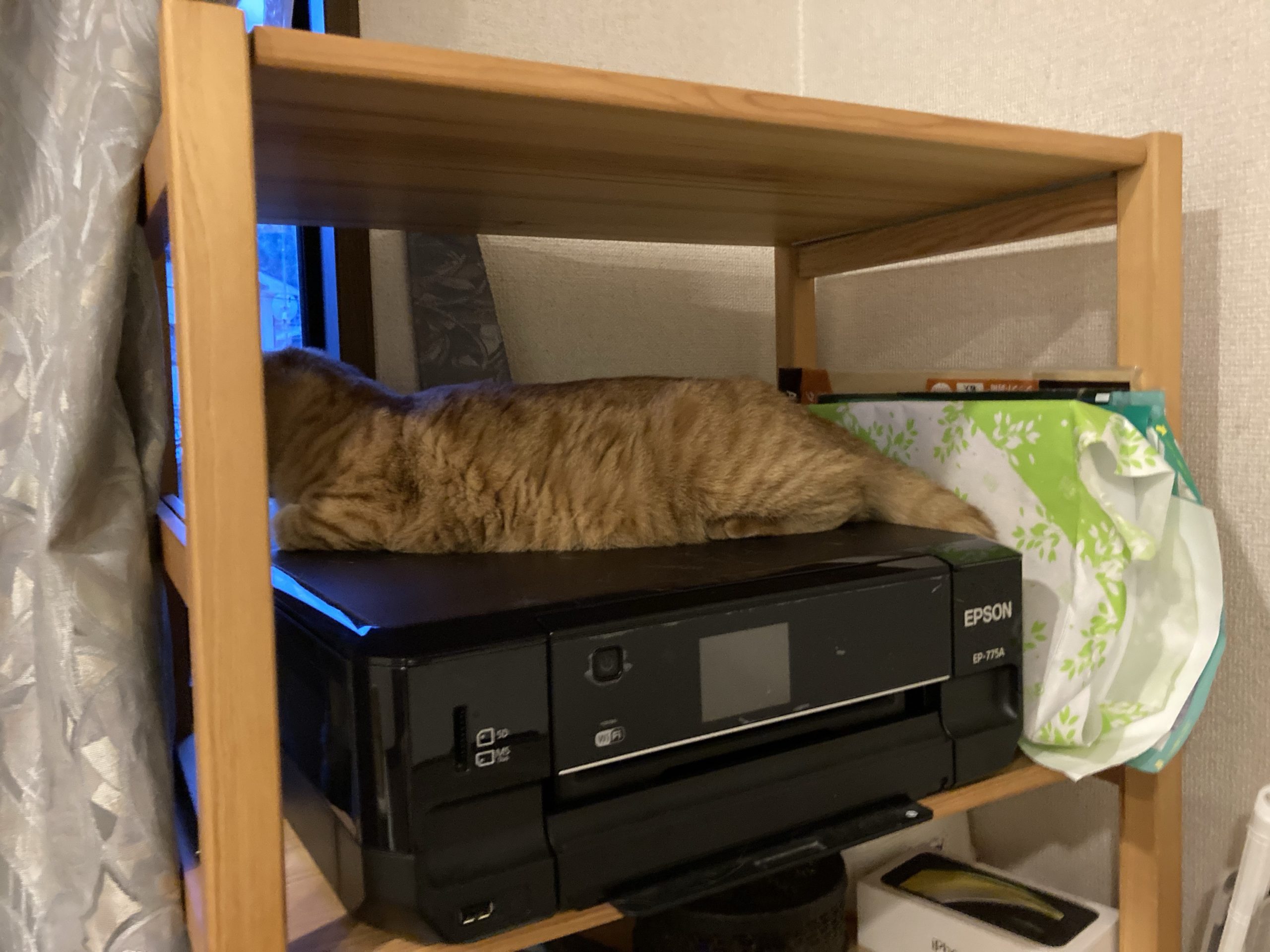 茶トラのメス（女の子）猫、おから