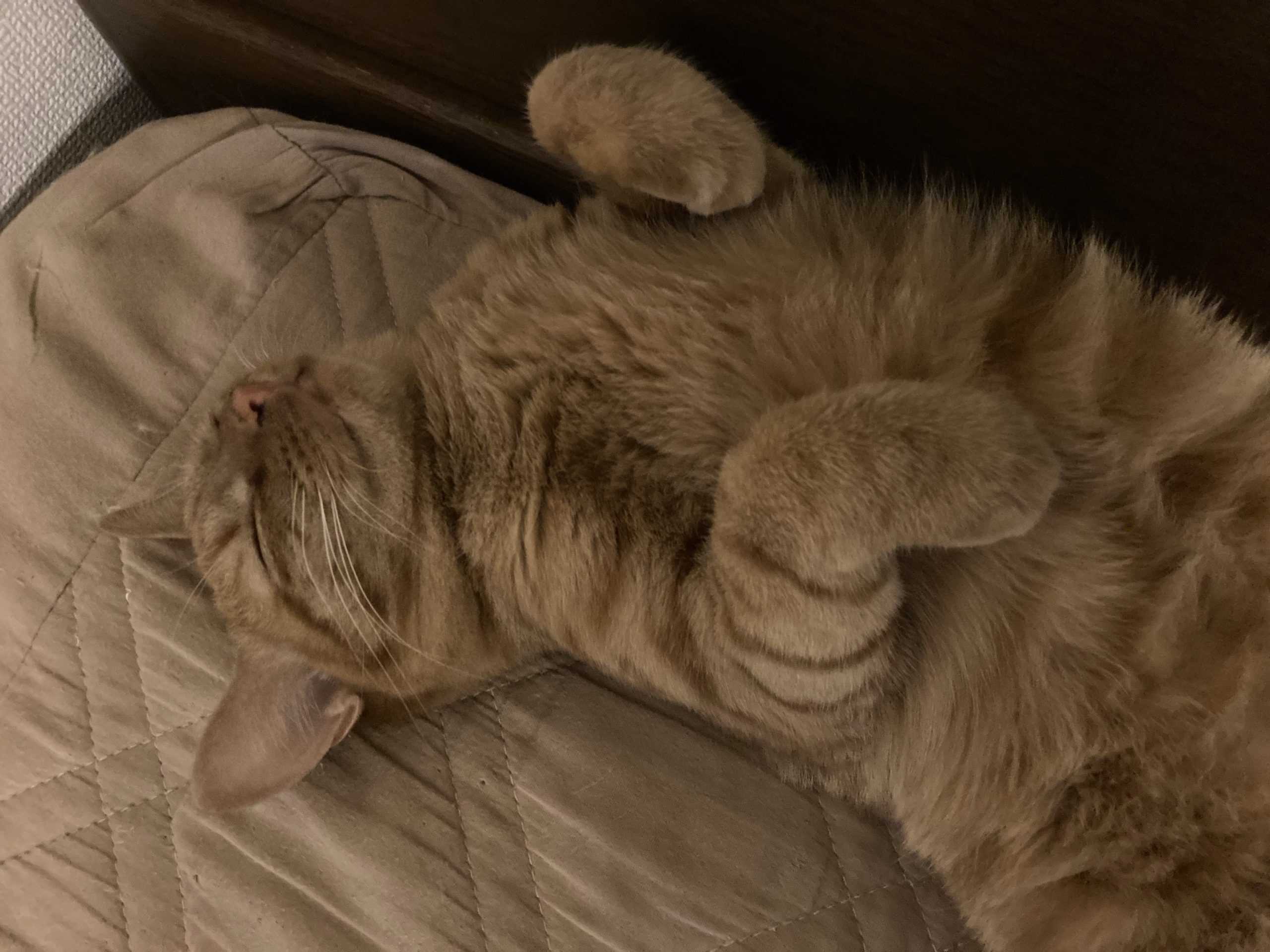 茶トラのメス（女の子）猫、おから