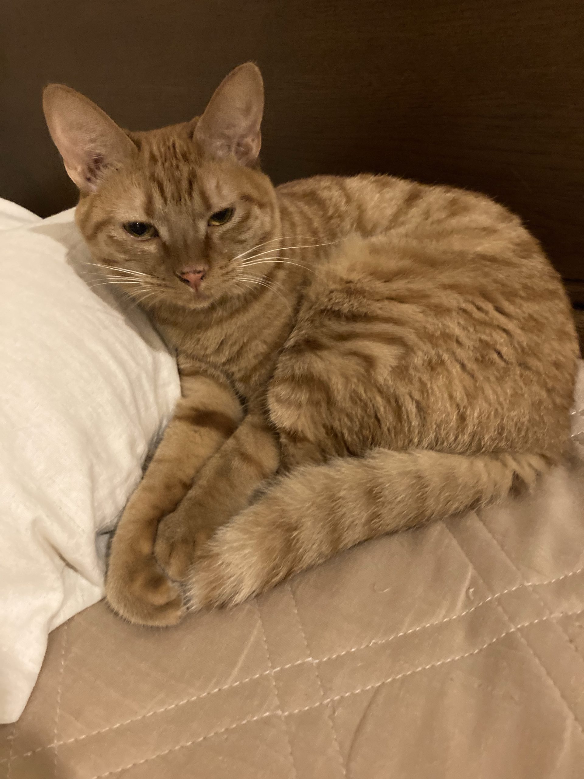 茶トラのメス（女の子）猫、おから