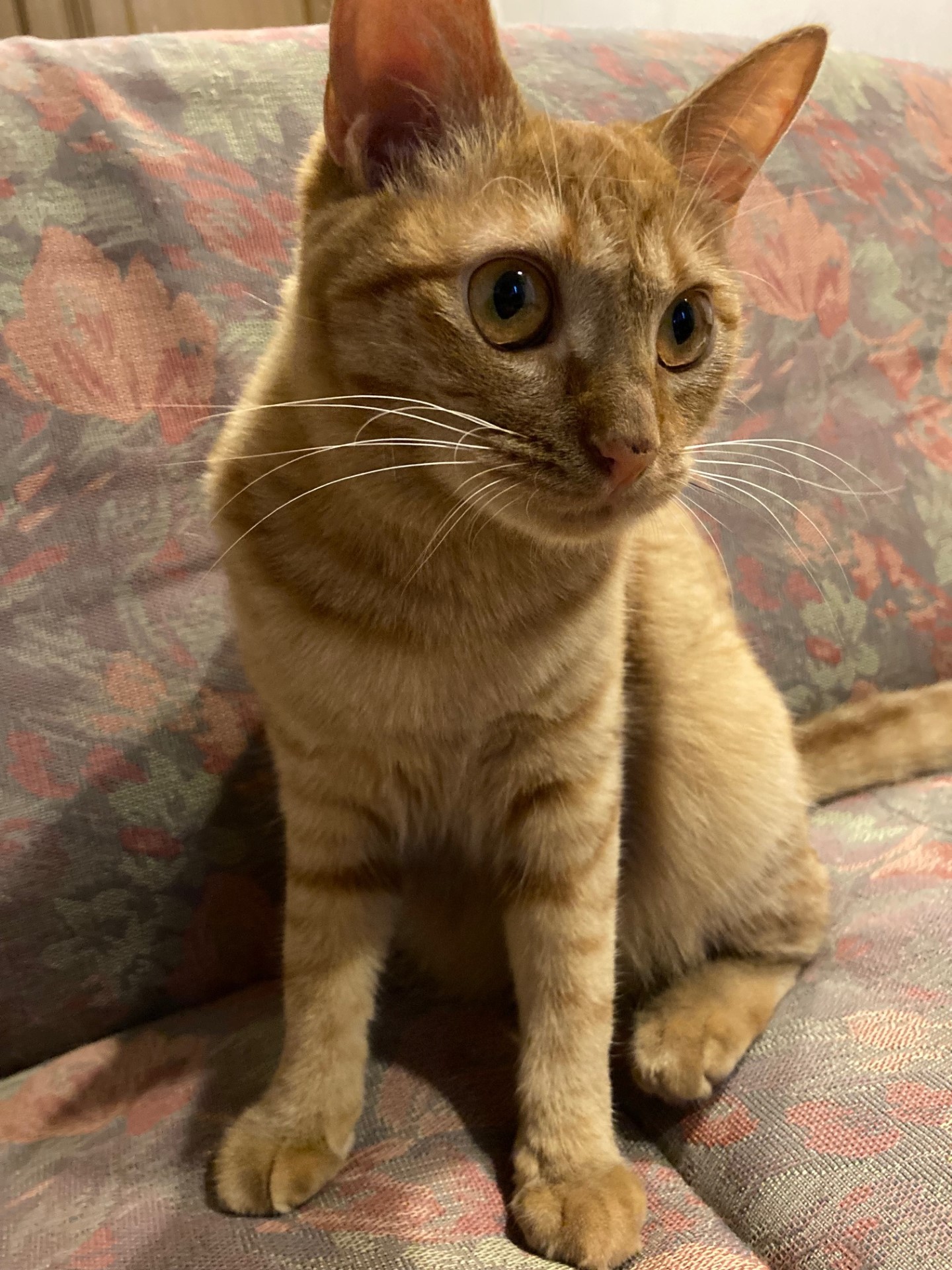 茶トラのメス（女の子）猫、おから