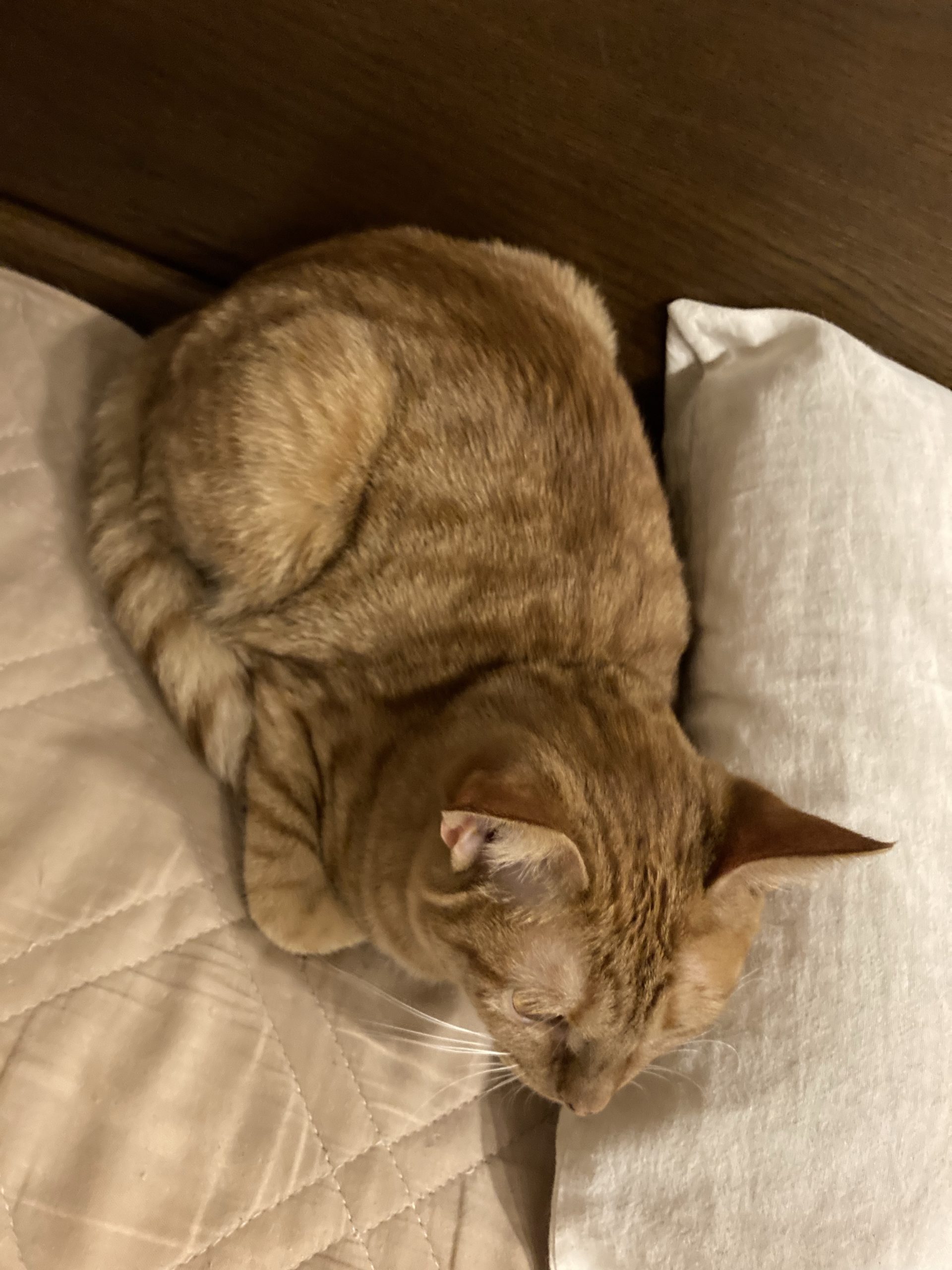 茶トラのメス（女の子）猫、おから