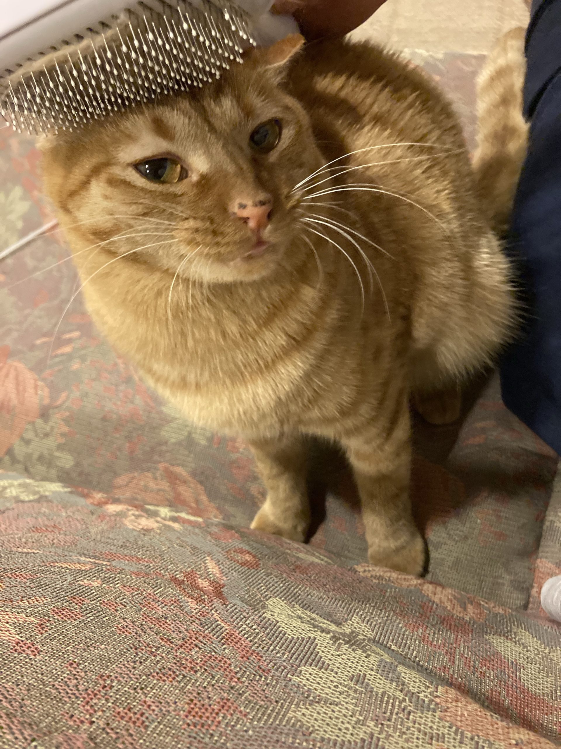 茶トラのメス（女の子）猫、おから