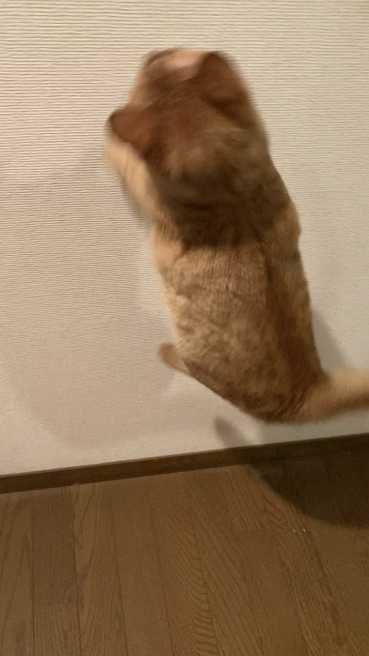 茶トラのメス（女の子）猫、おから