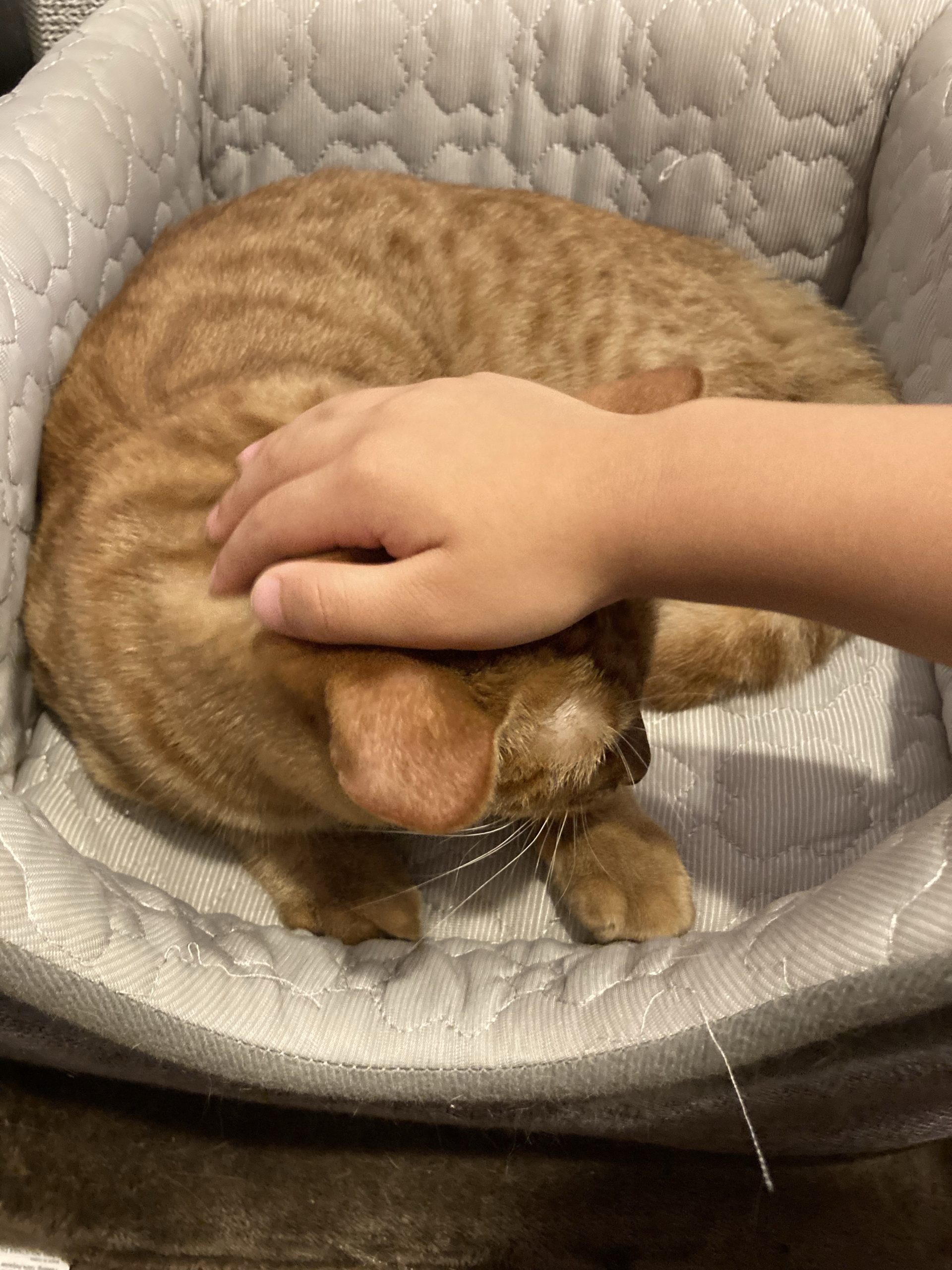 茶トラのメス（女の子）猫、おから