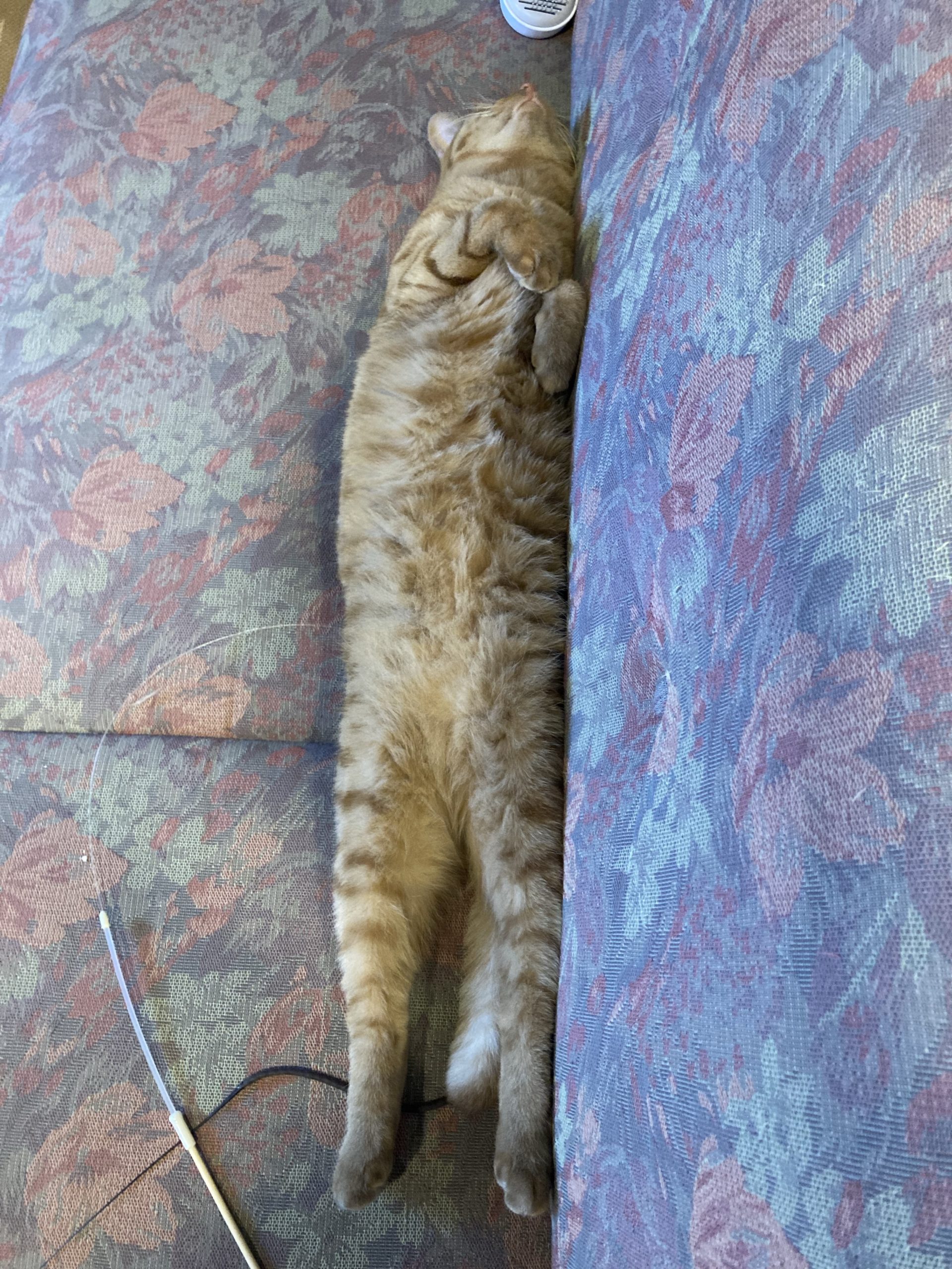 茶トラのメス（女の子）猫、おから