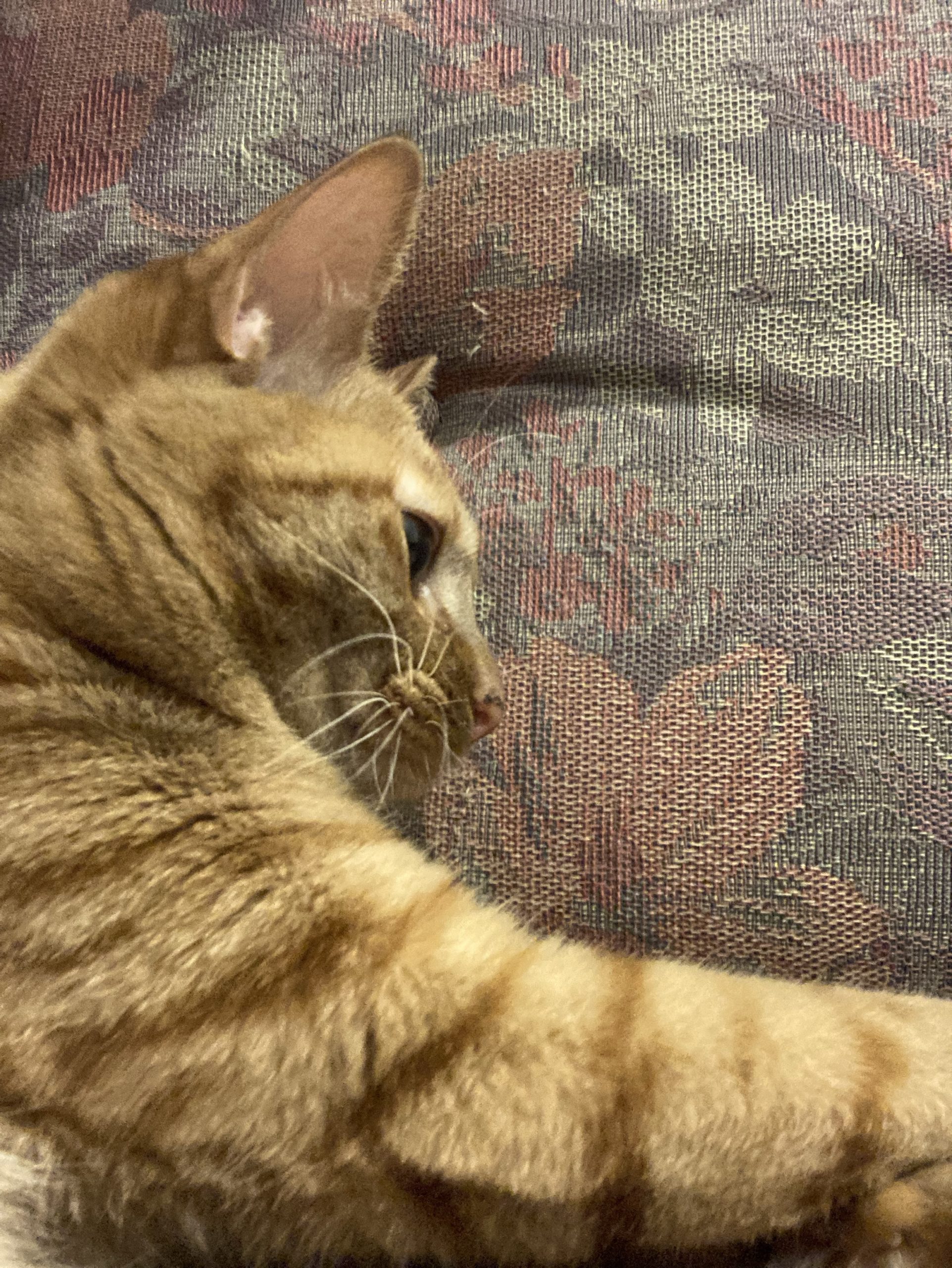 茶トラのメス（女の子）猫、おから