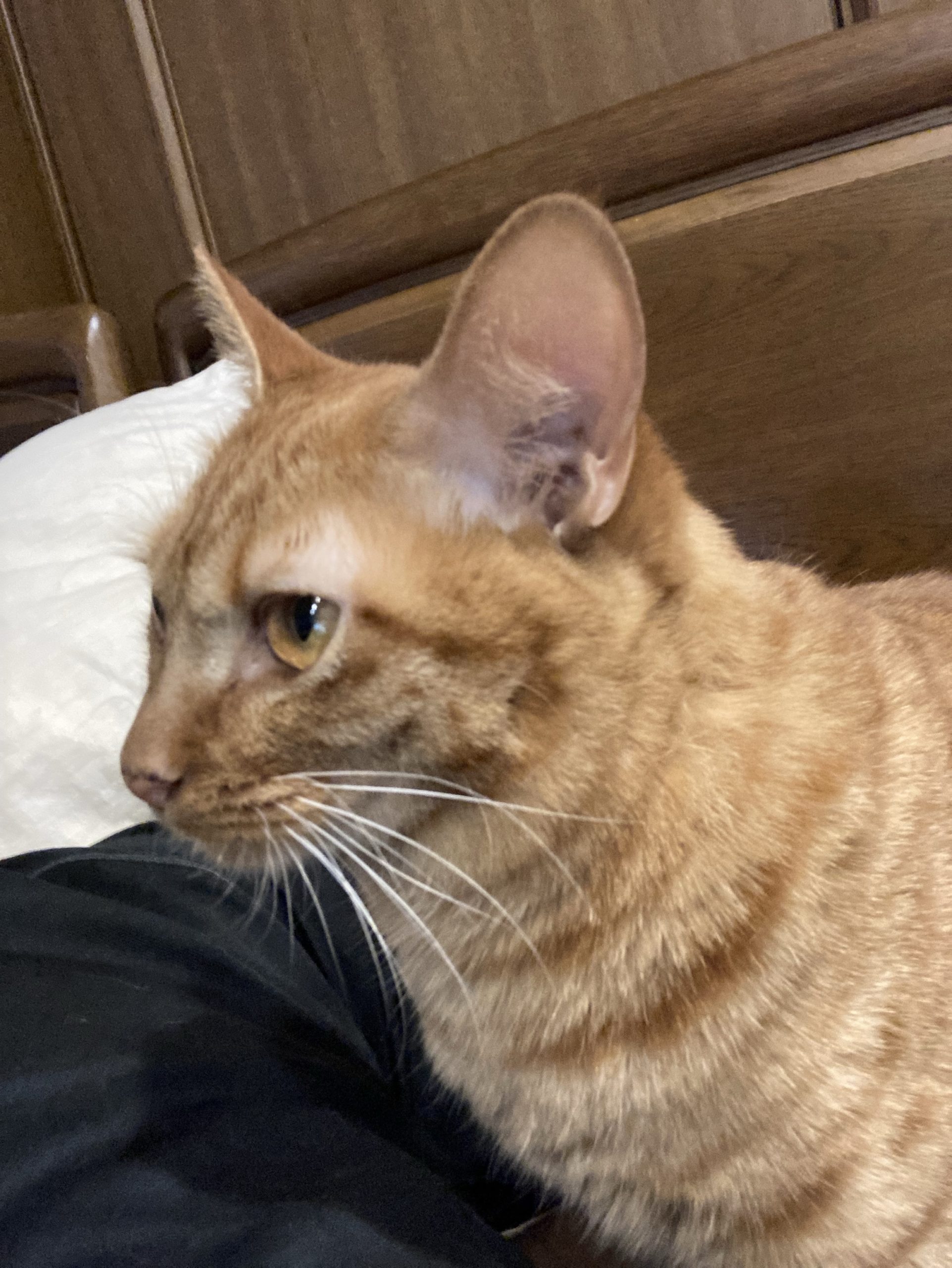 茶トラのメス（女の子）猫、おから