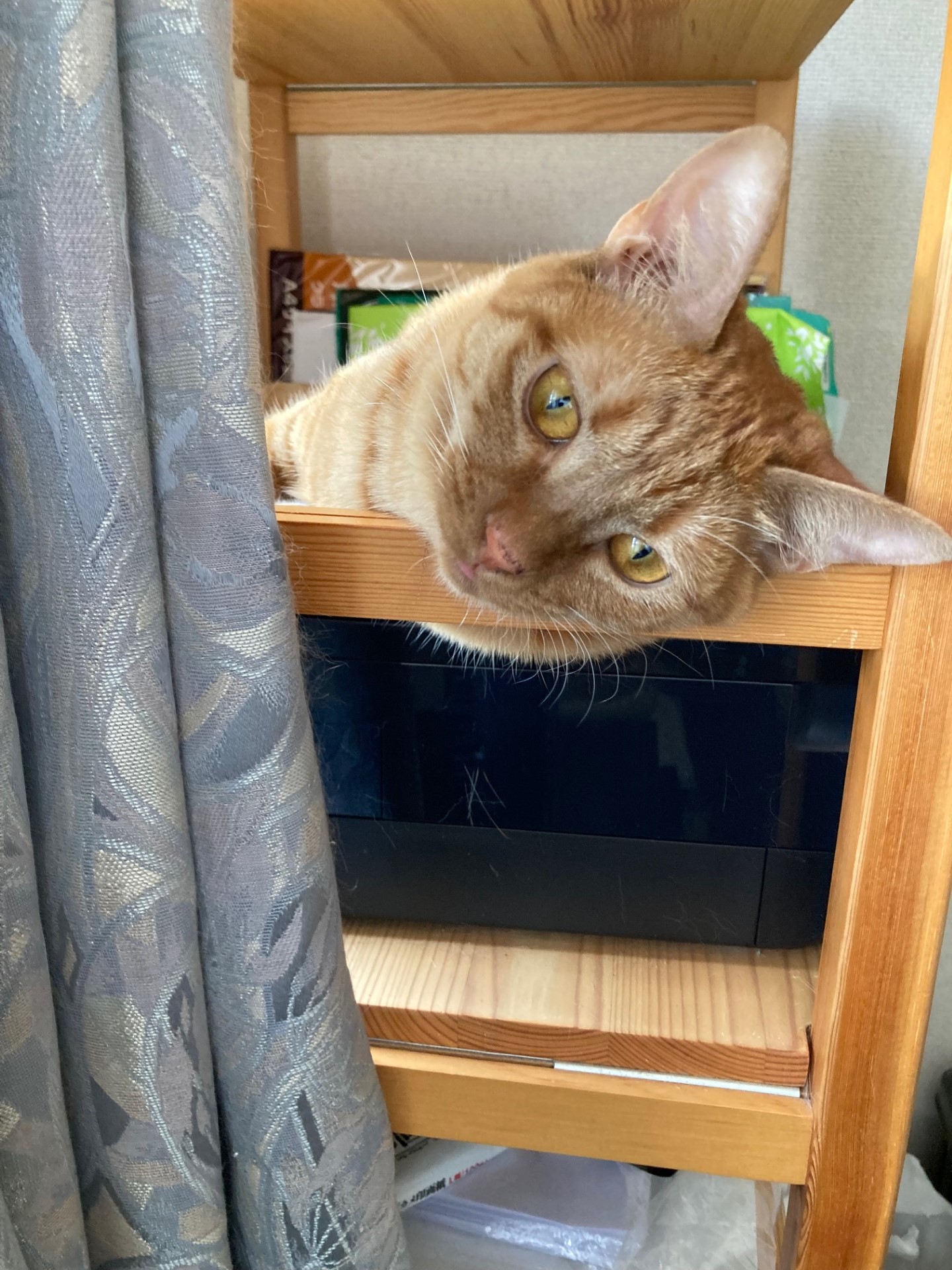 茶トラのメス（女の子）猫、おから