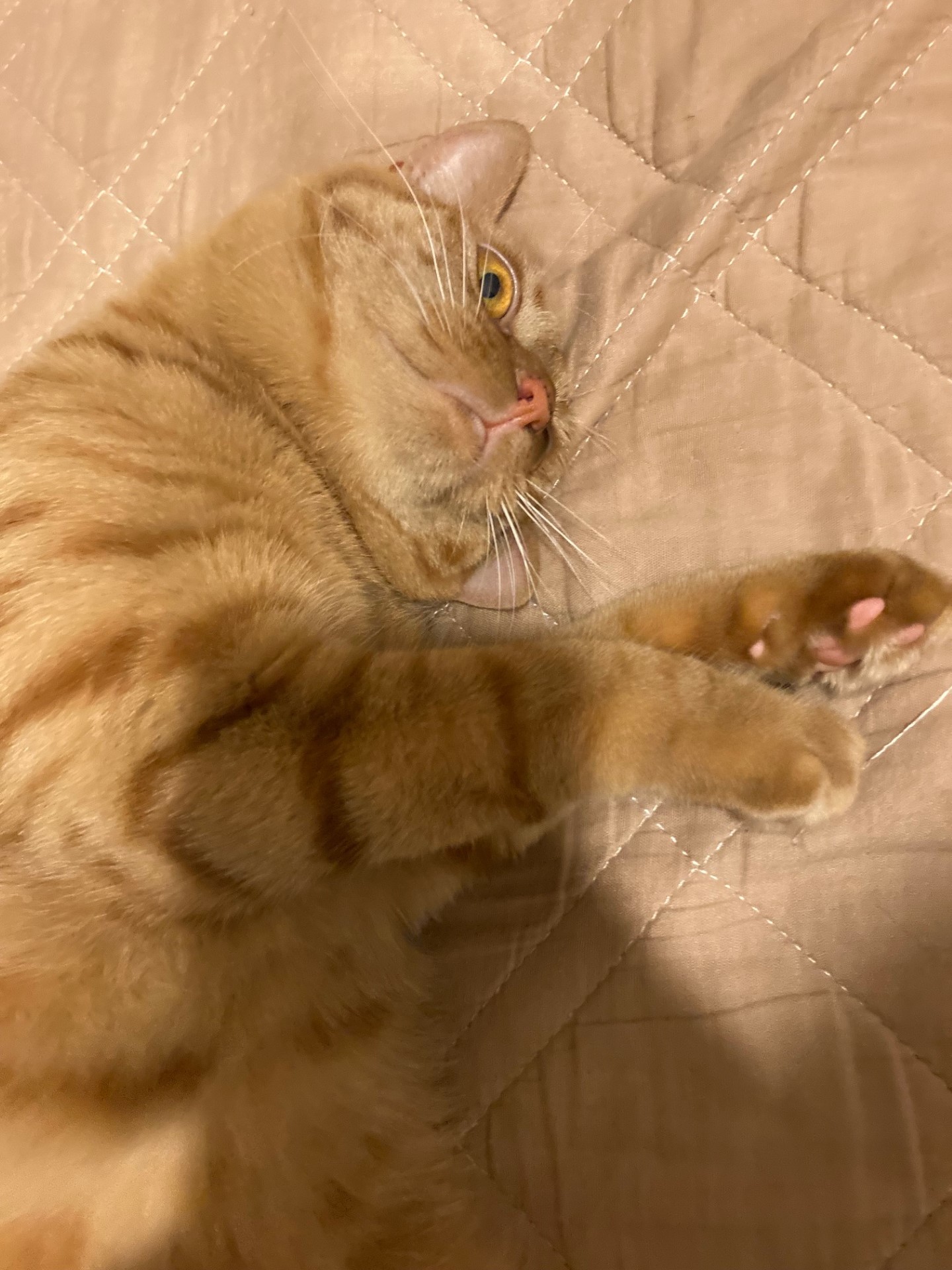 茶トラのメス（女の子）猫、おから