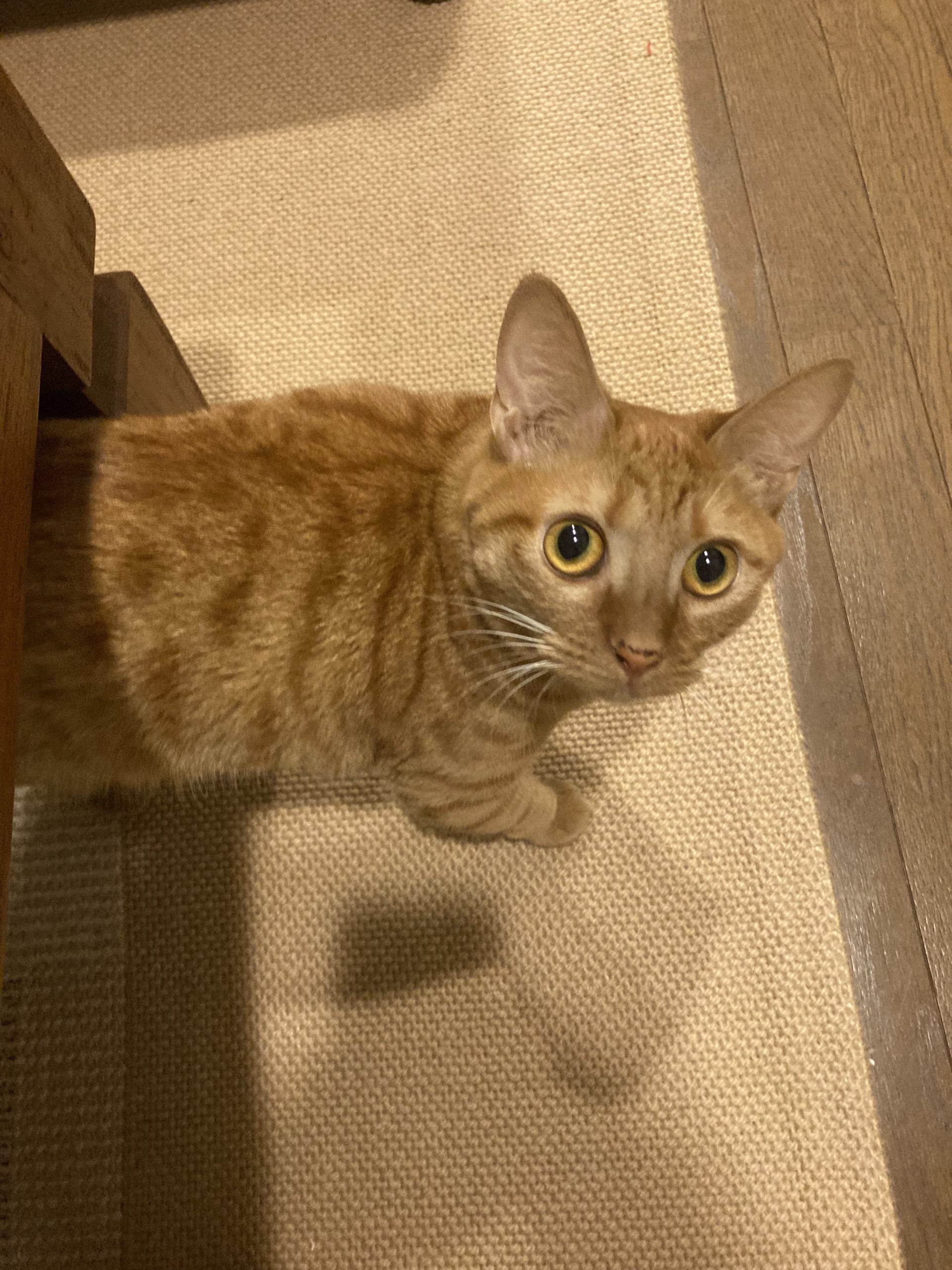 茶トラのメス（女の子）猫、おから