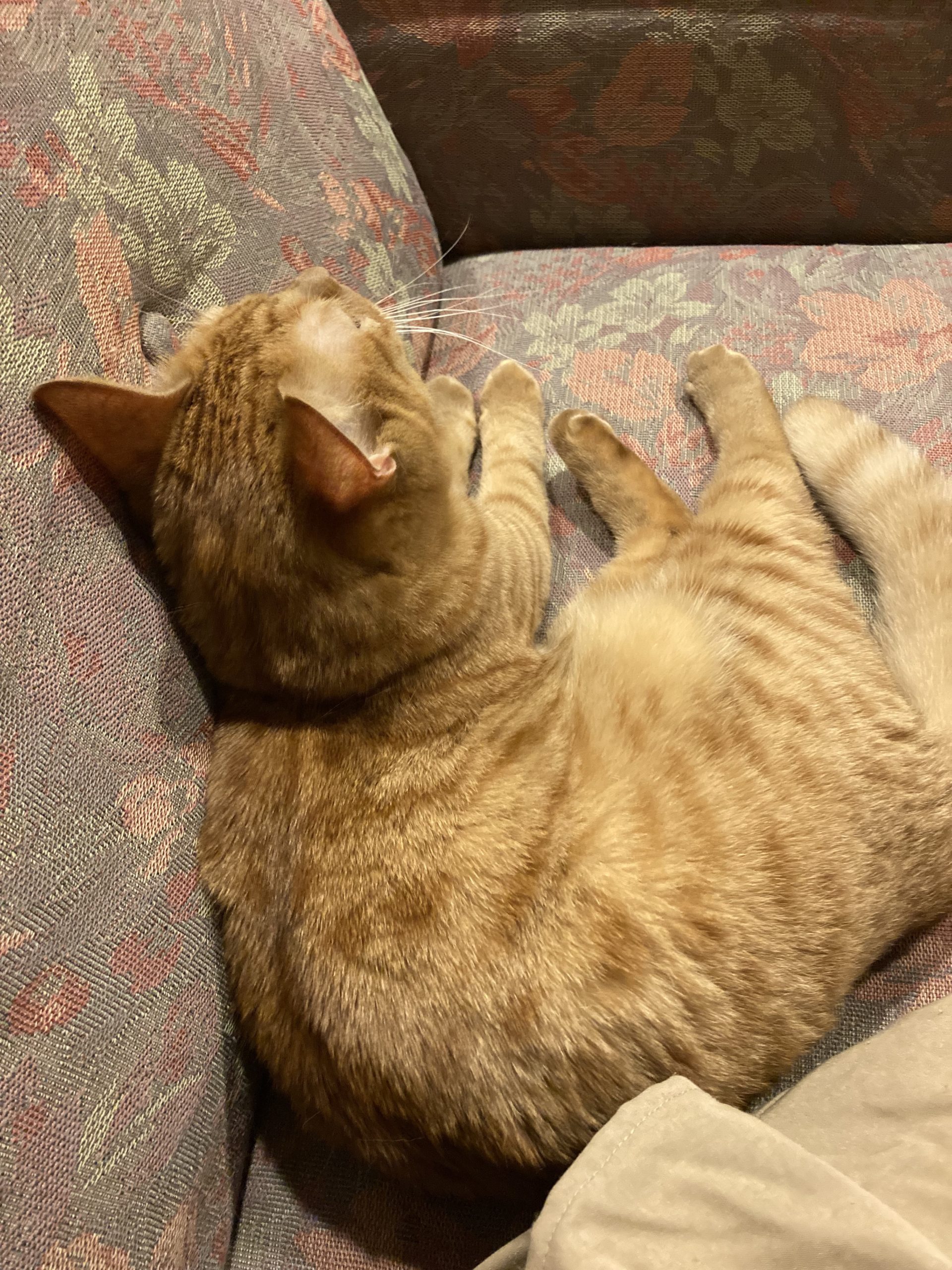 茶トラのメス（女の子）猫、おから