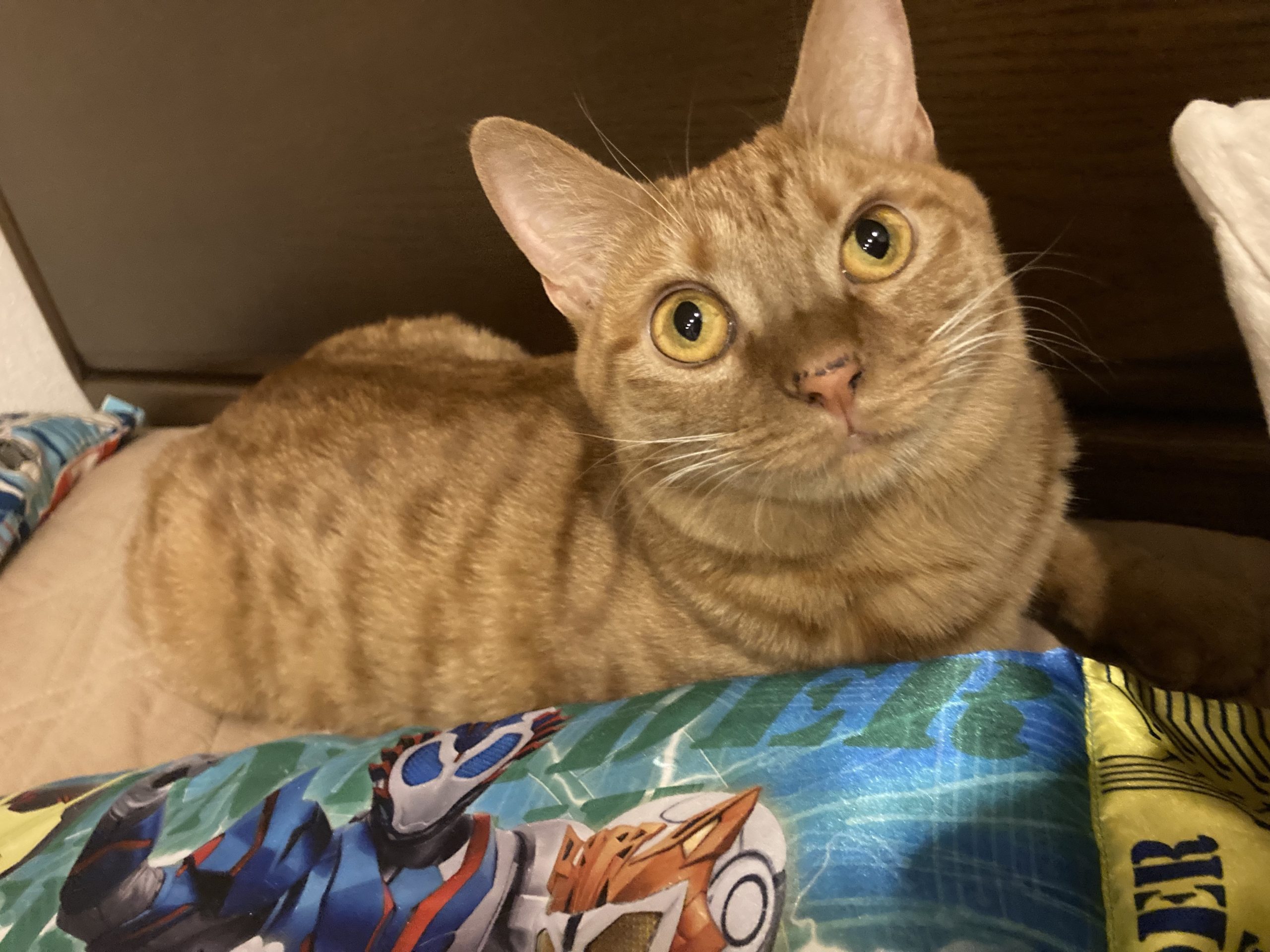 茶トラのメス（女の子）猫、おから