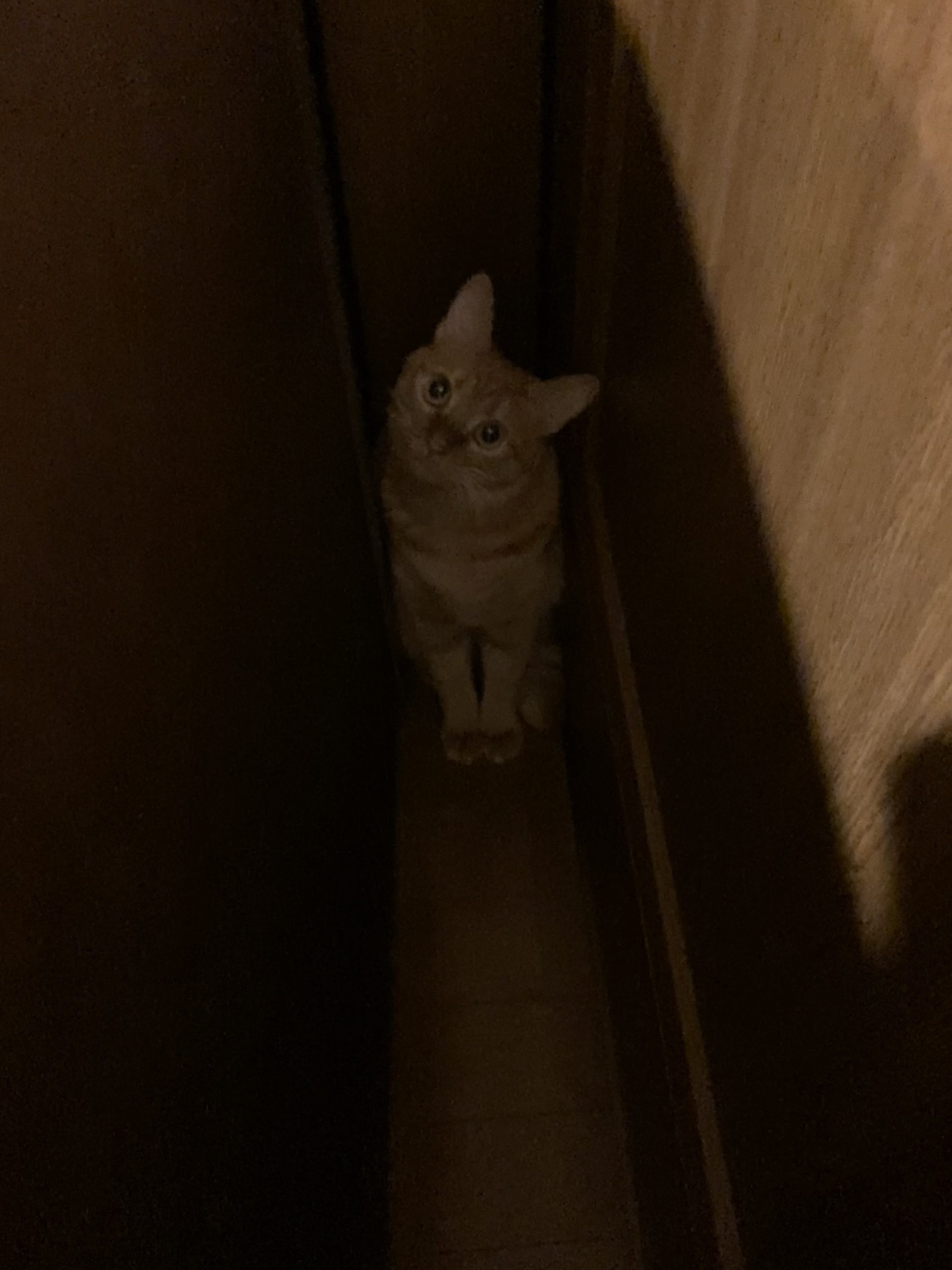 茶トラのメス（女の子）猫、おから