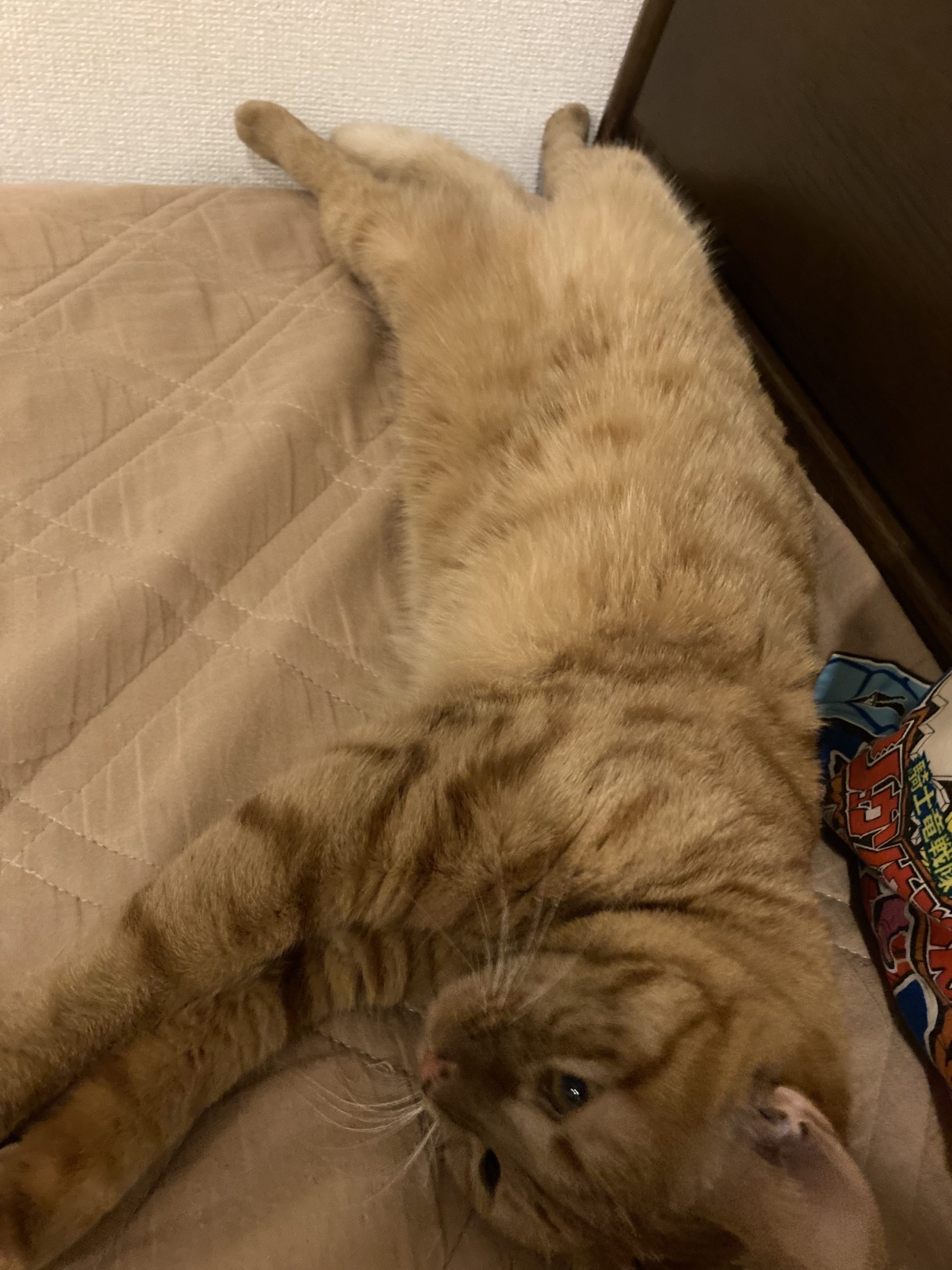 茶トラのメス（女の子）猫、おから