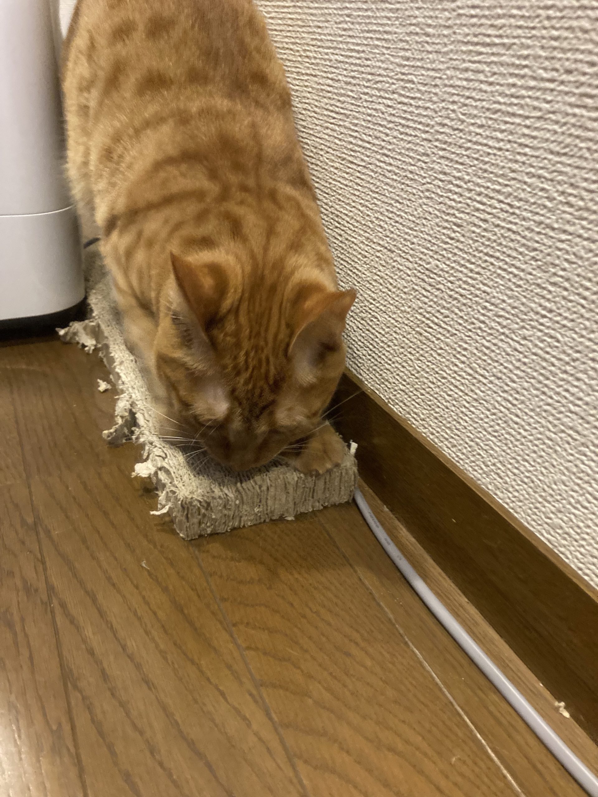 茶トラのメス（女の子）猫、おから