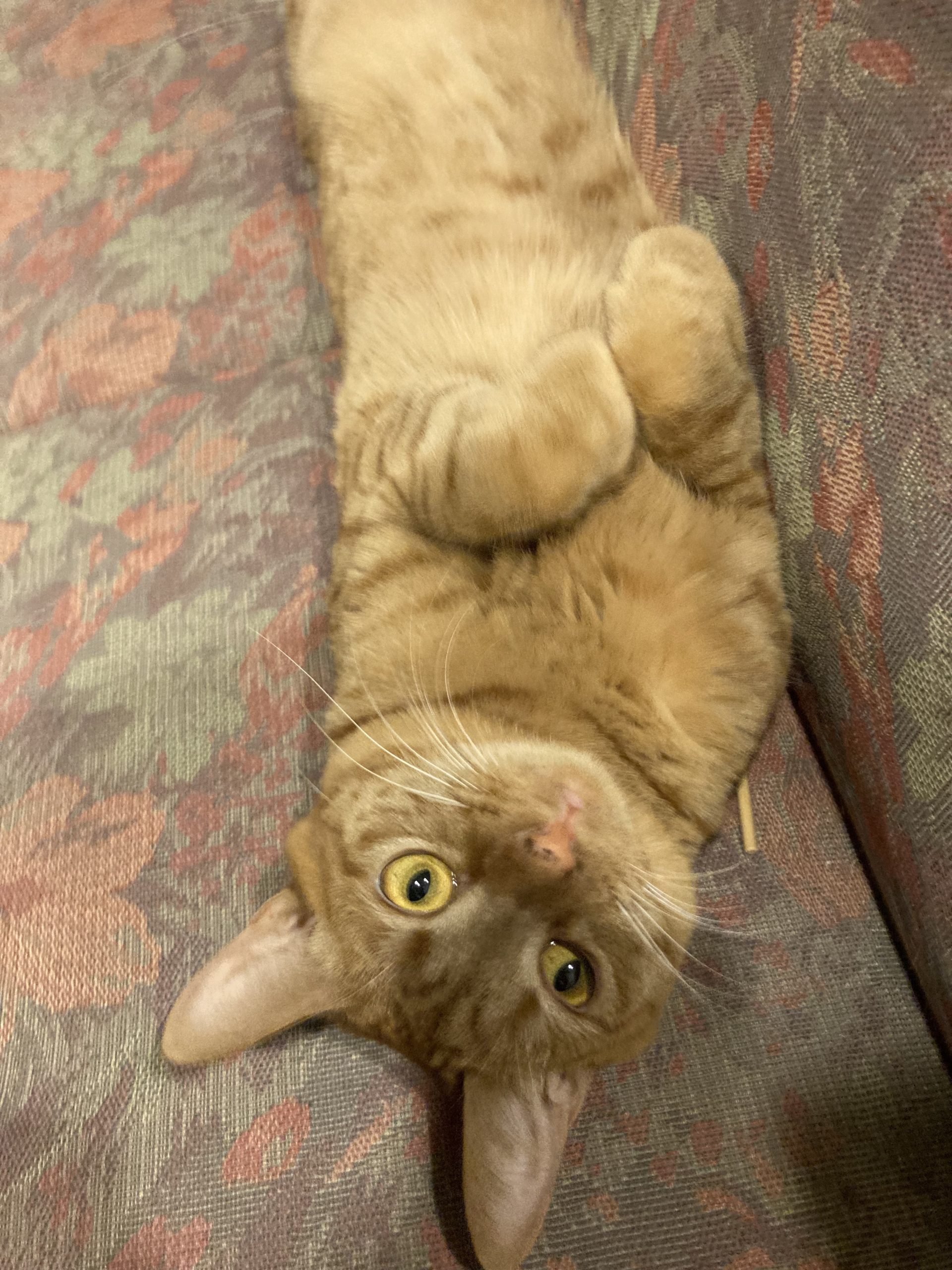 茶トラのメス（女の子）猫、おから