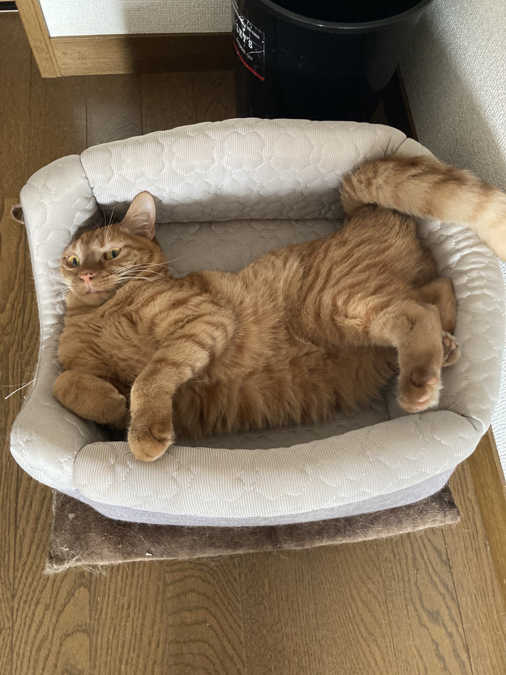 茶トラのメス（女の子）猫、おから