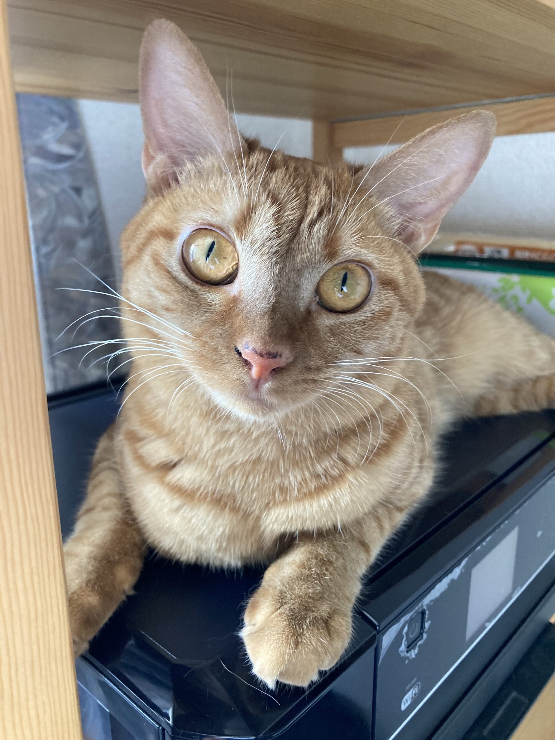 茶トラのメス（女の子）猫、おから