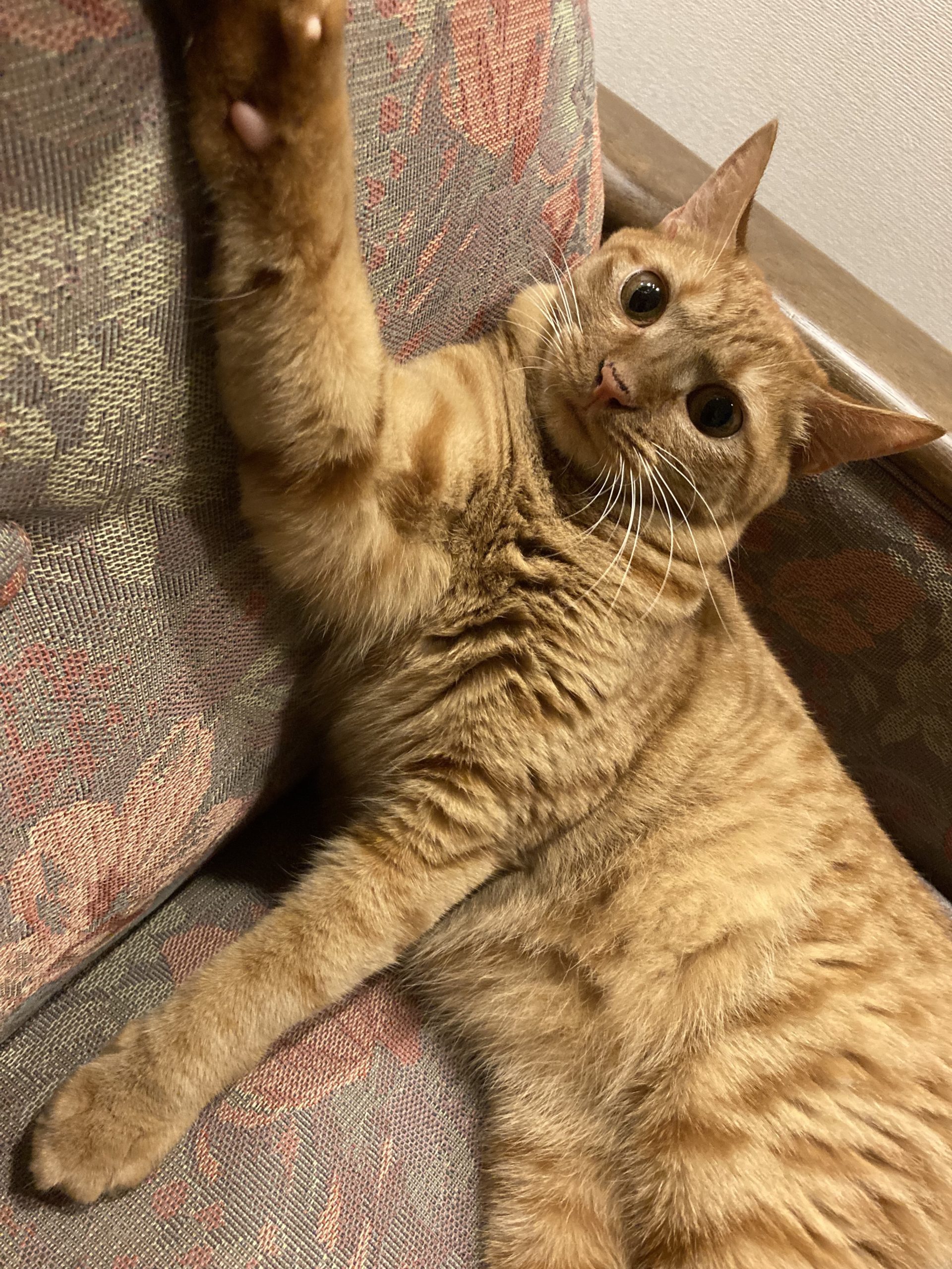 茶トラのメス（女の子）猫、おから